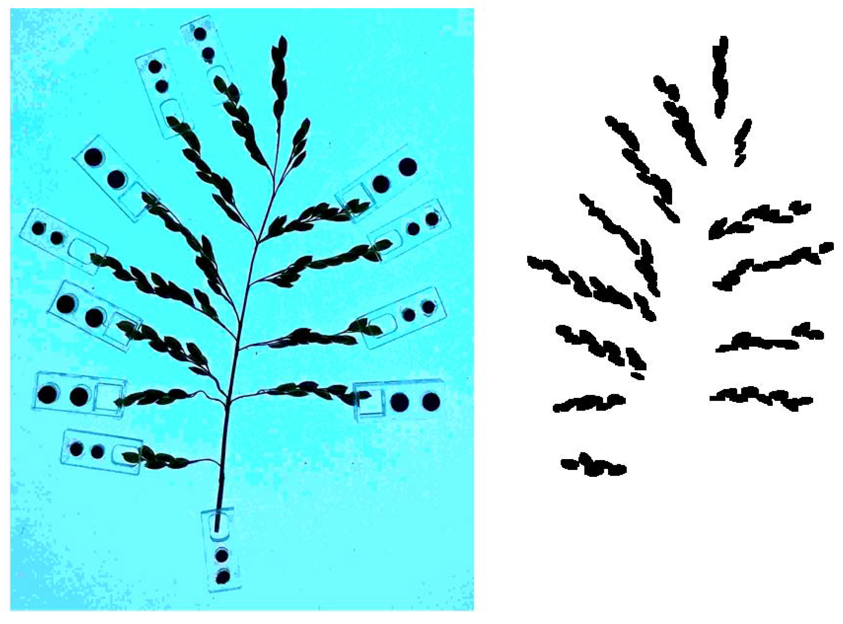 Agronomy 08 00091 g002 Agronomy 08 00091 g002