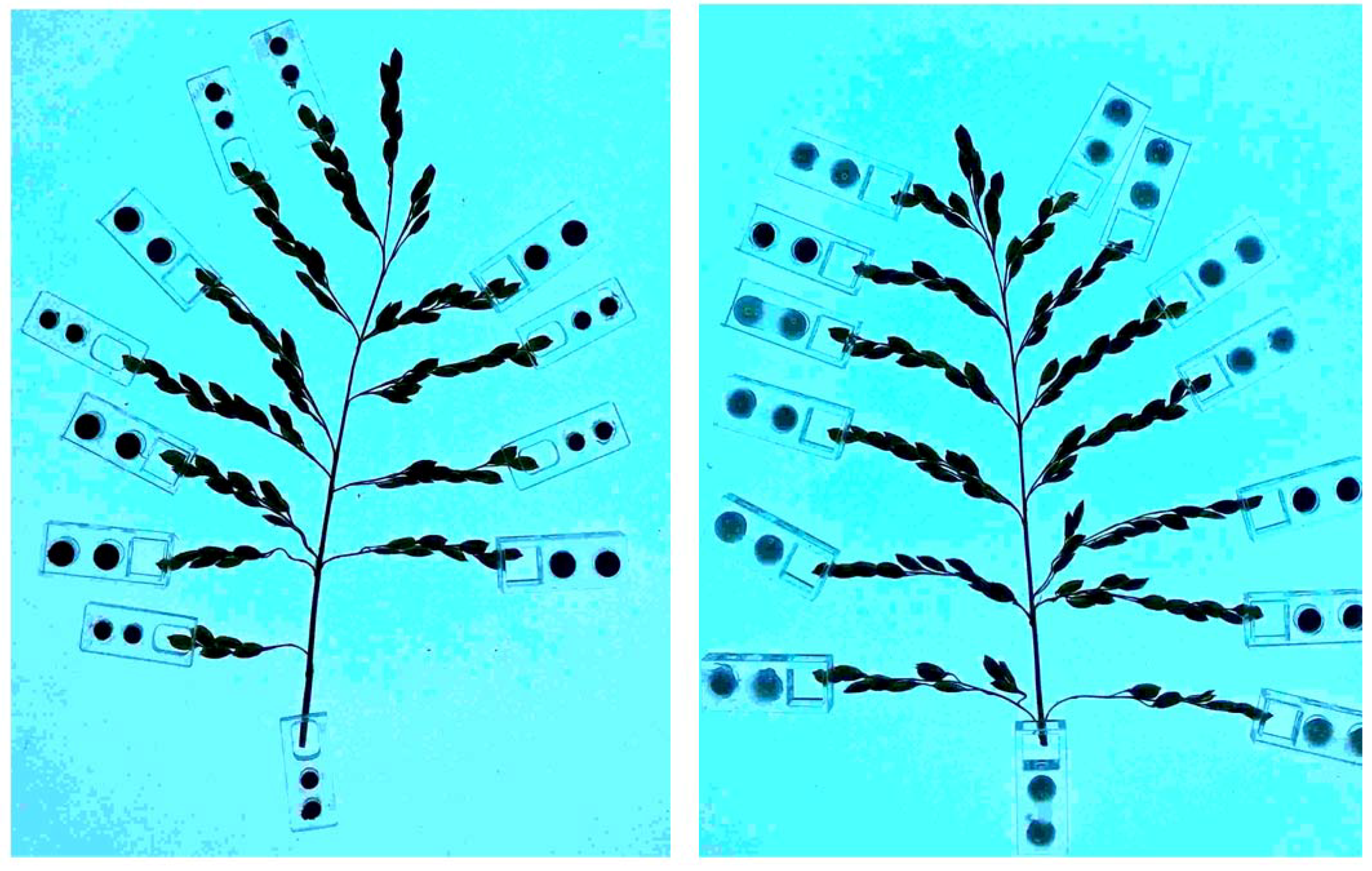 Agronomy 08 00091 g009 Agronomy 08 00091 g009