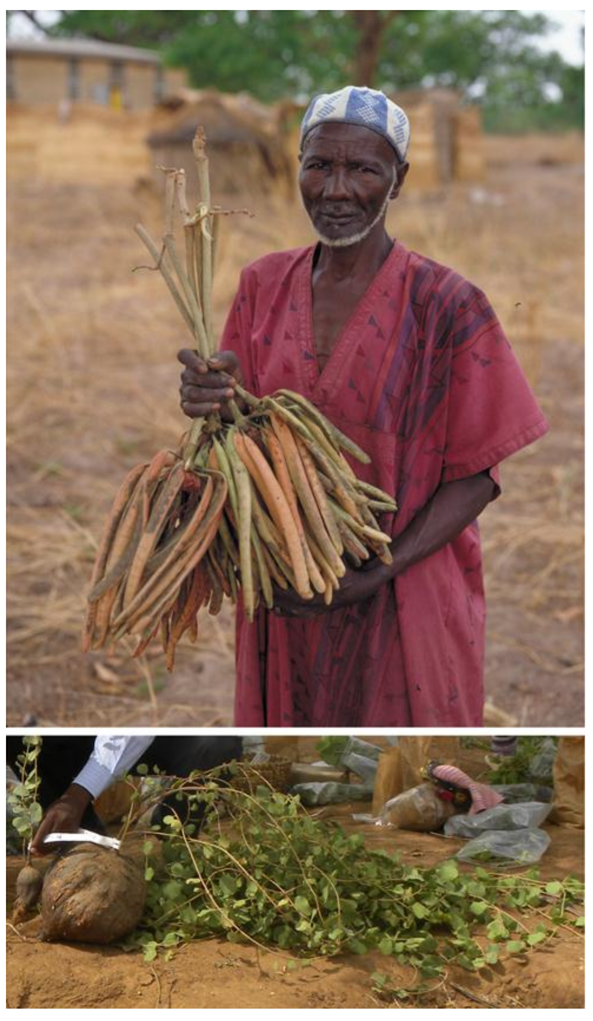 Agronomy 08 00119 g001