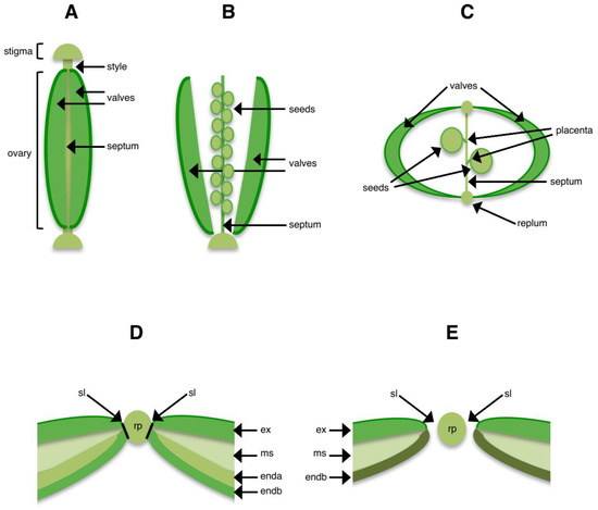 Revisiting pericarp structure, dehiscence and seed dispersal in