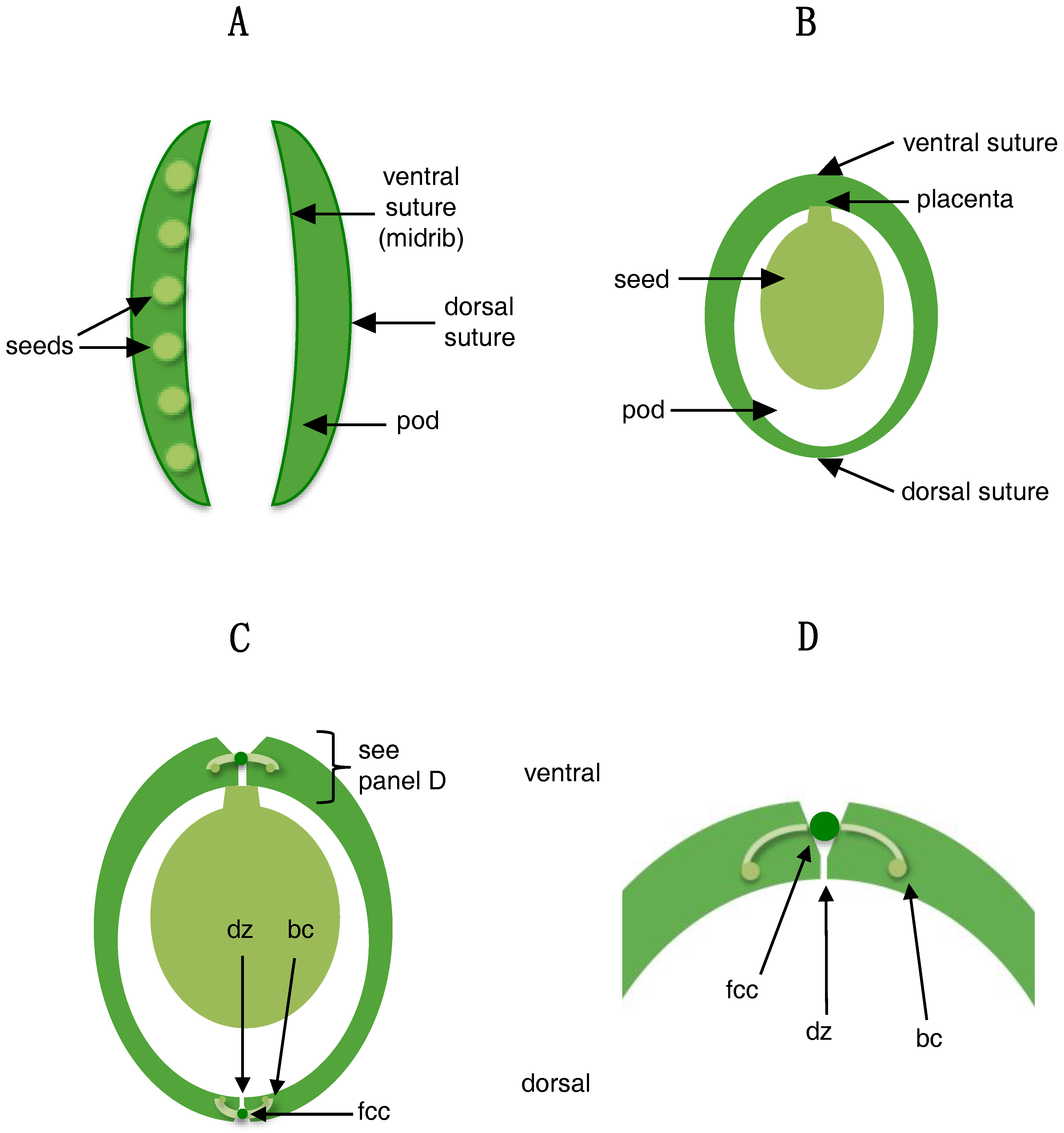 Revisiting pericarp structure, dehiscence and seed dispersal in