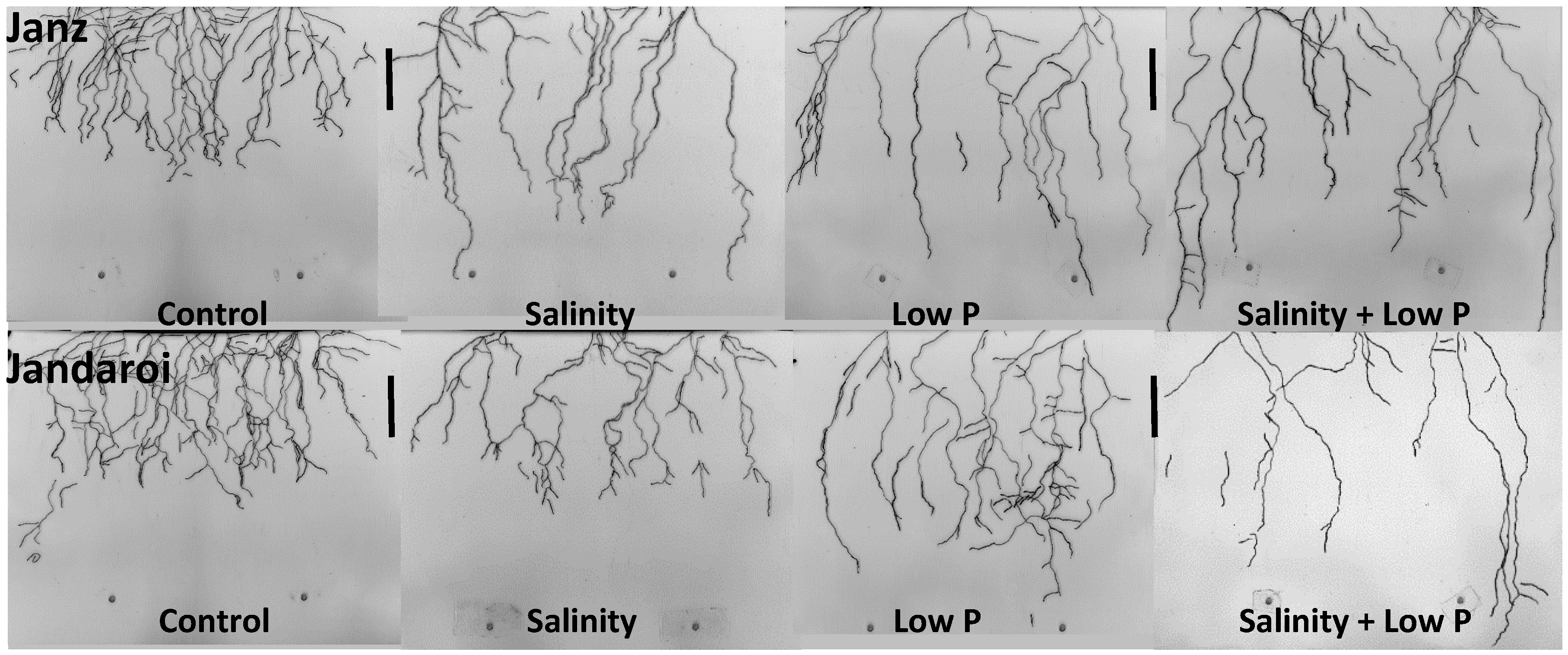 Agronomy 08 00155 g004