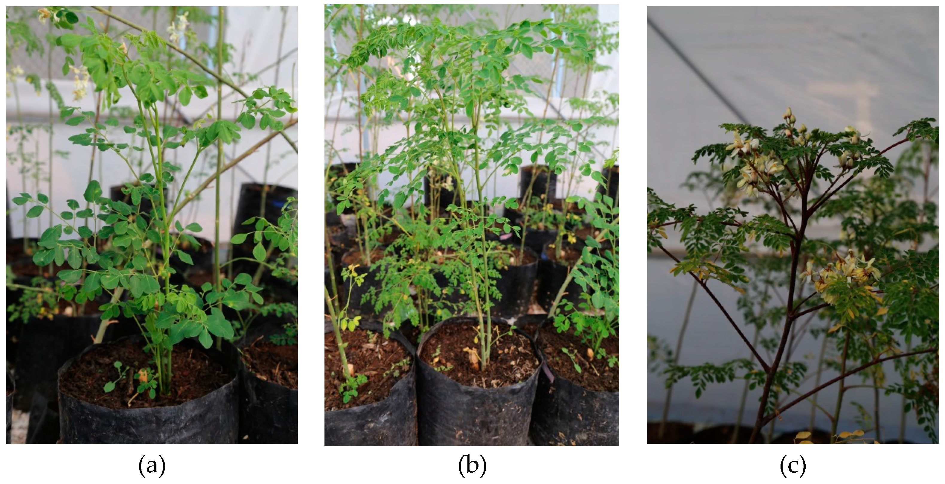 Agronomy 08 00167 g001 Agronomy 08 00167 g001