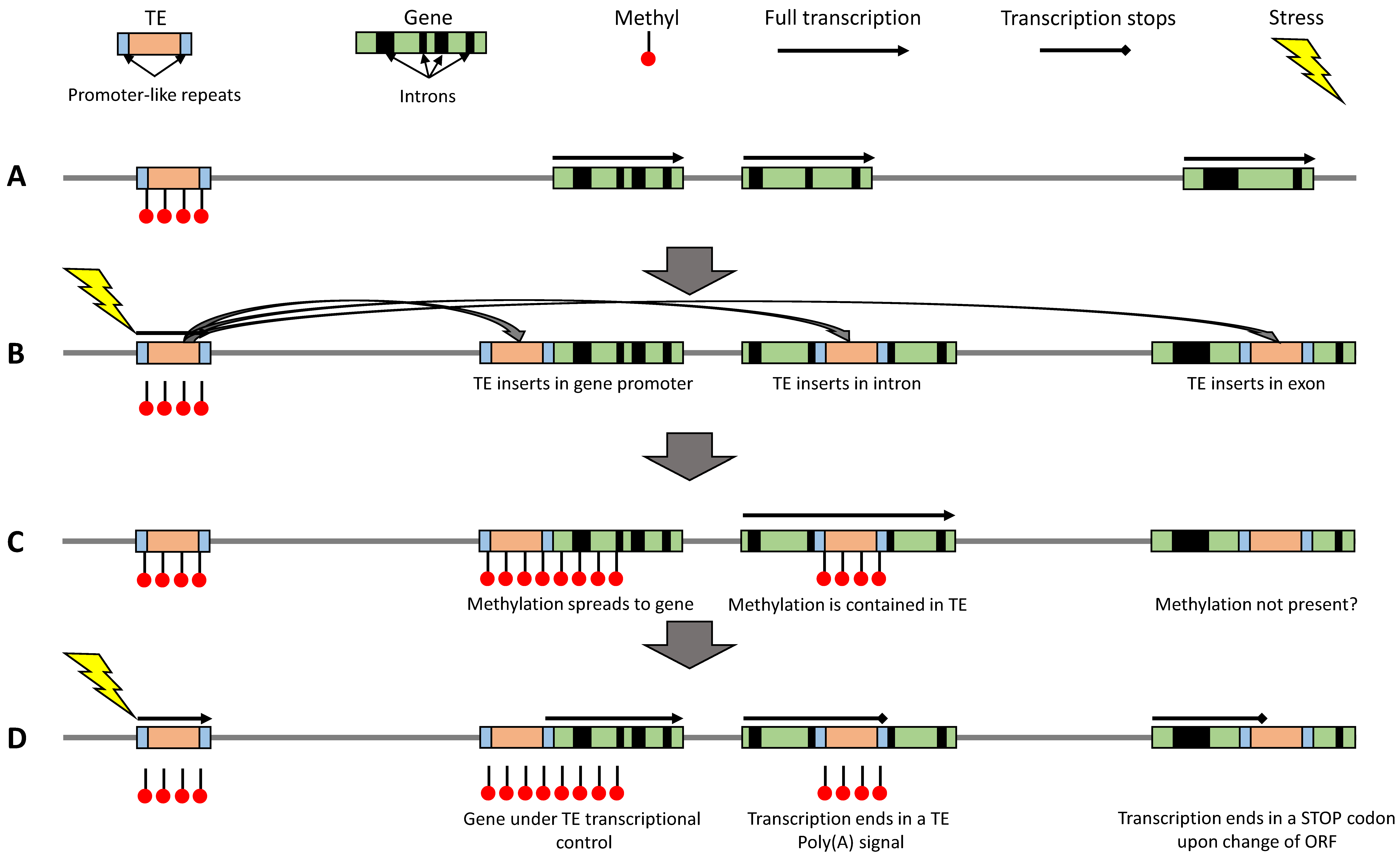 Brassicas and legumes from genome structure to breeding