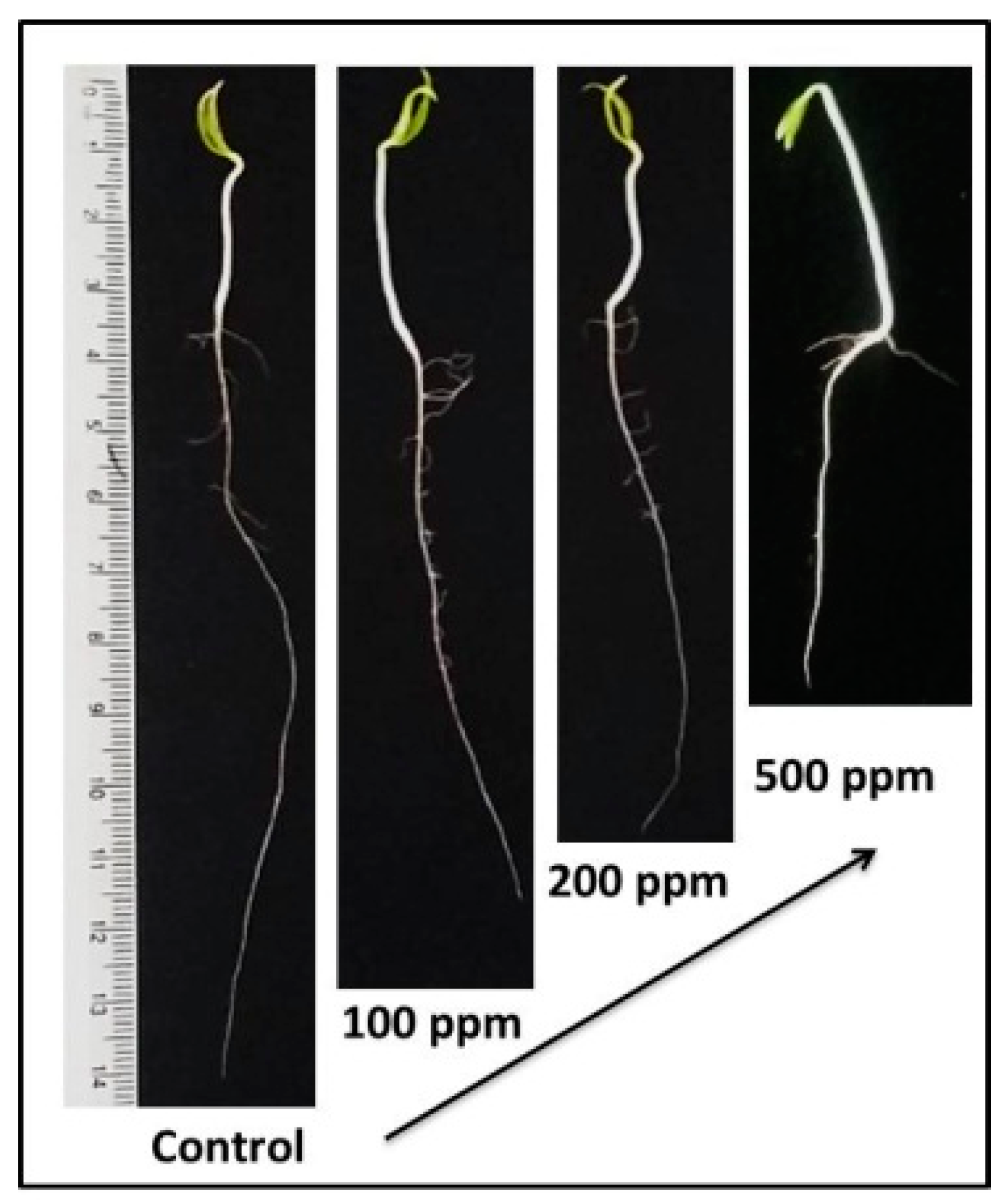 Agronomy 08 00215 g003 Agronomy 08 00215 g003