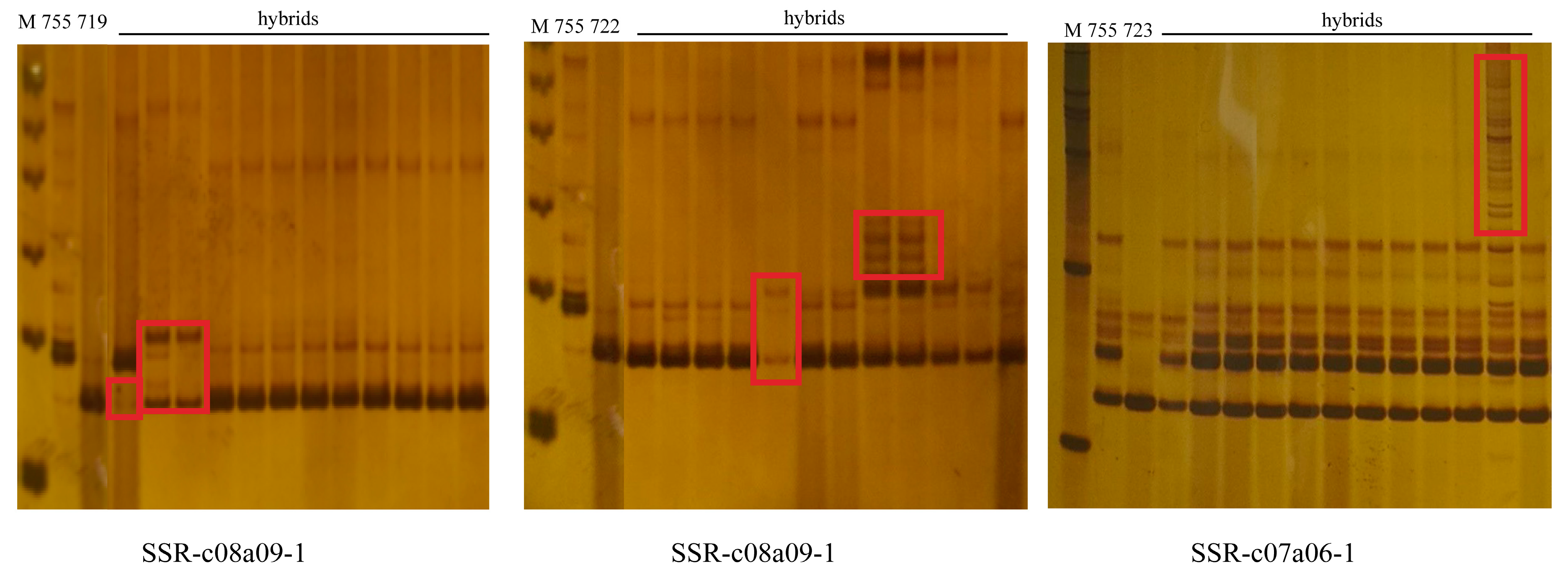 Agronomy 08 00258 g004 Agronomy 08 00258 g004