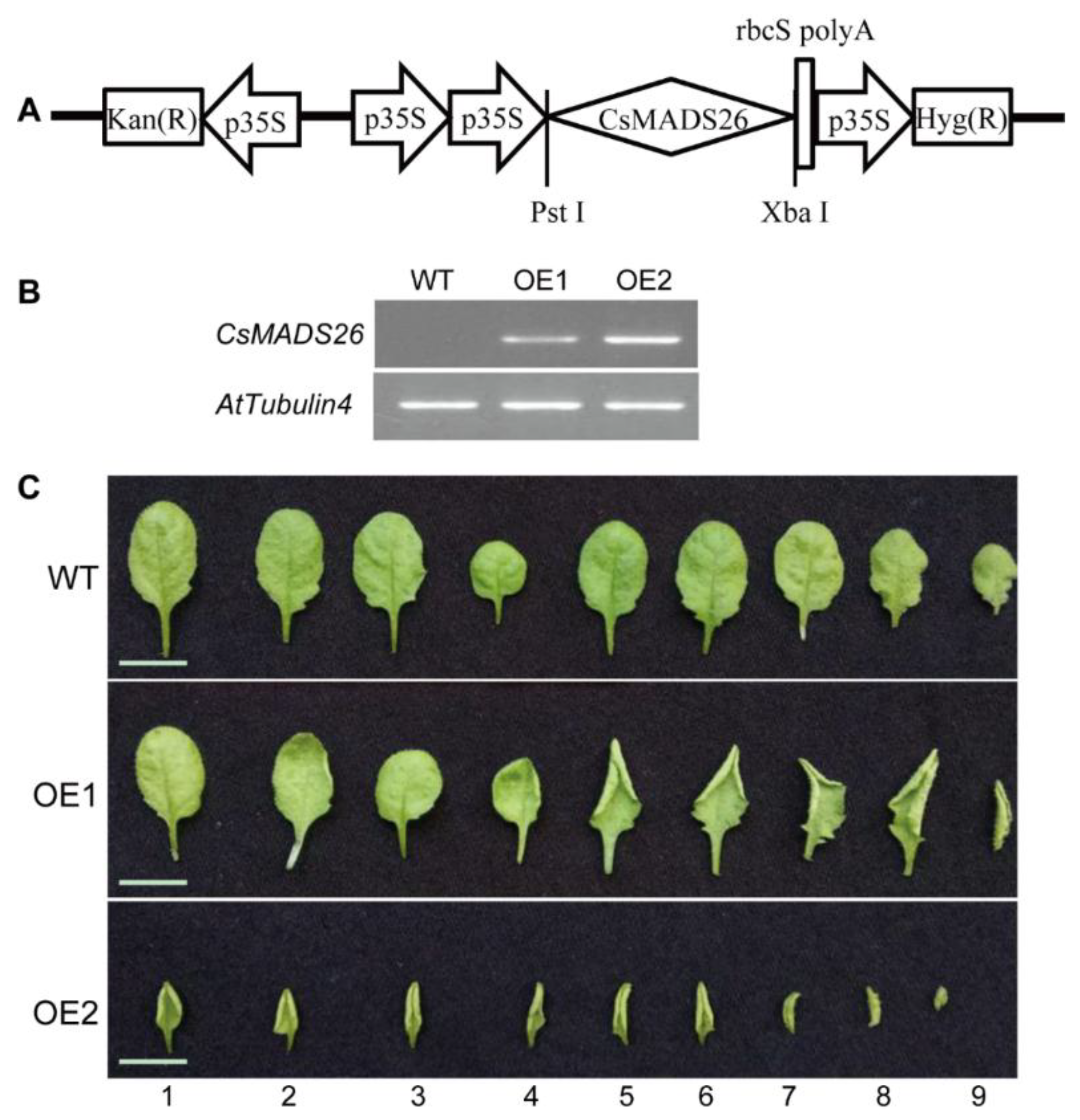 Agronomy 08 00265 g006
