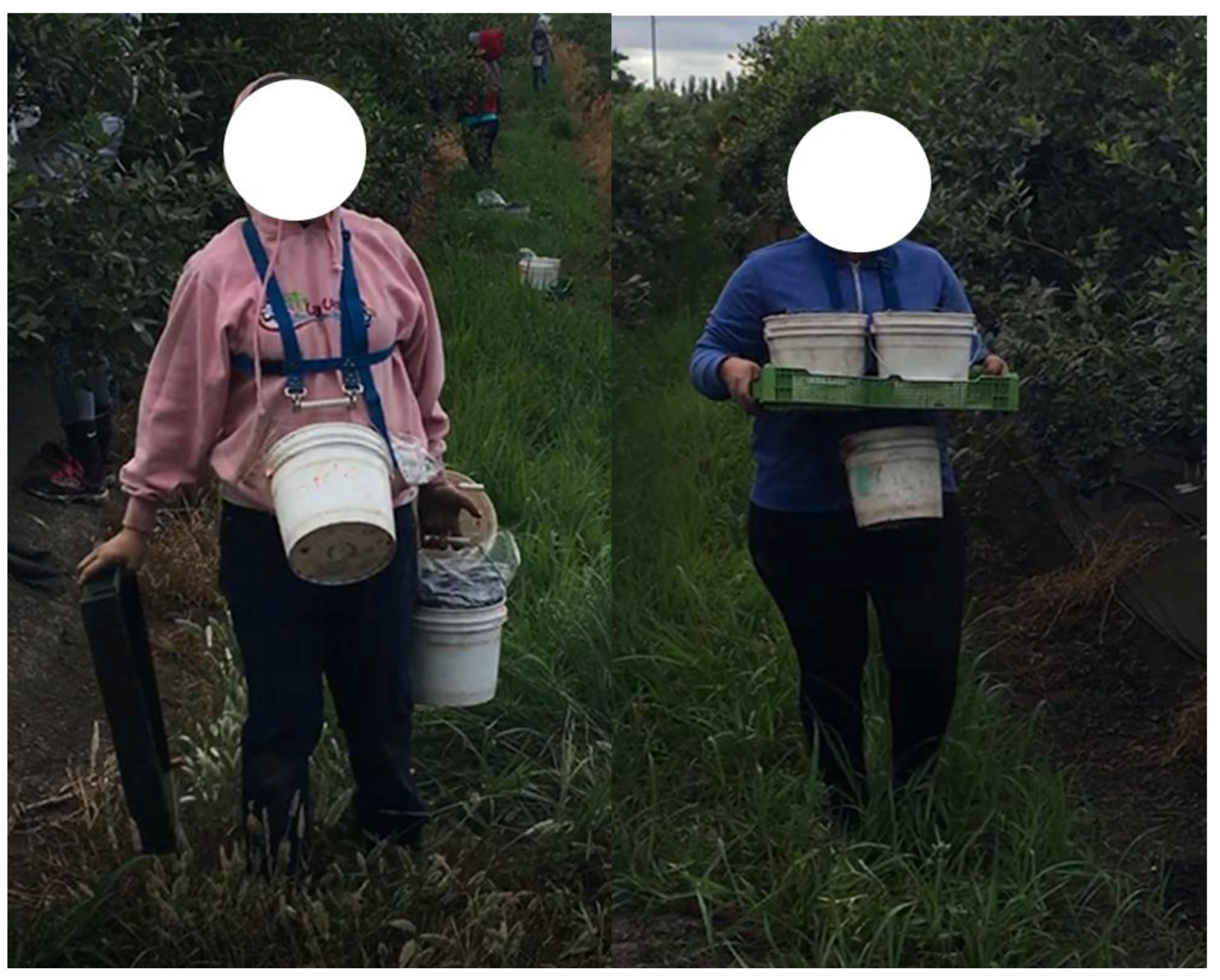 Agronomy 08 00266 g003