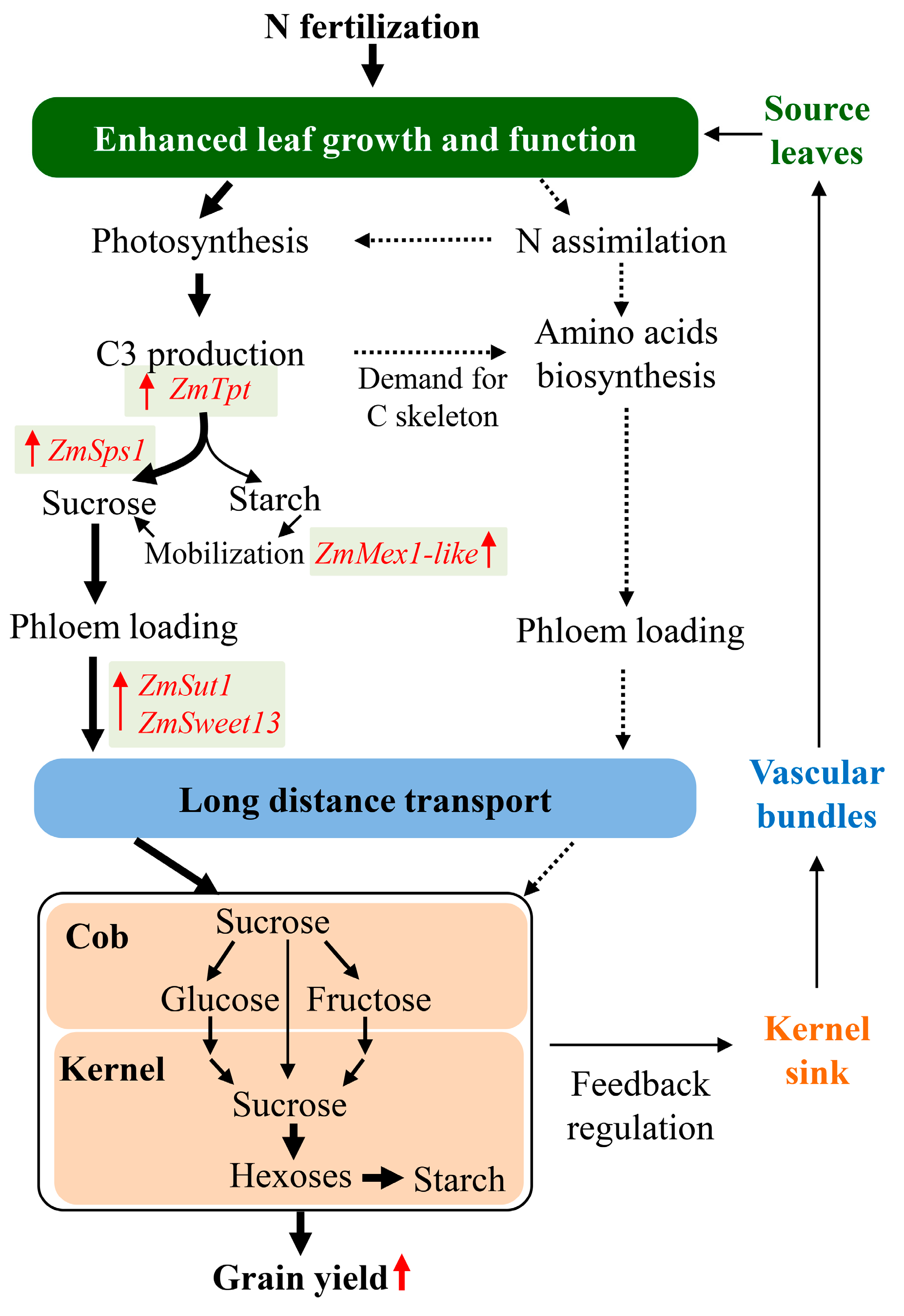 Agronomy 08 00302 g006