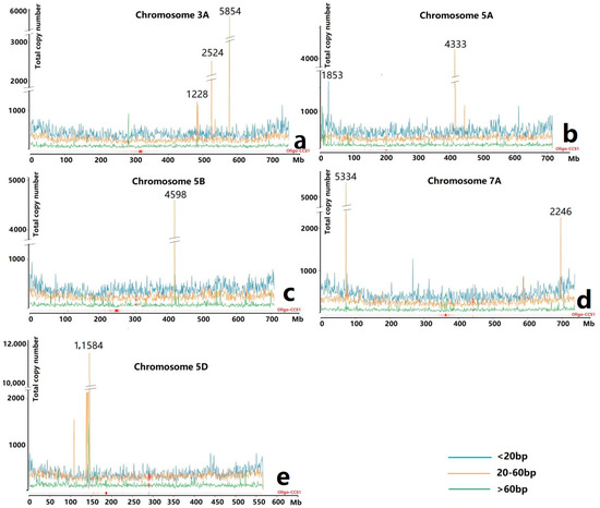 Genome-Wide Distribution of Novel Ta-3A1 Mini-Satellite