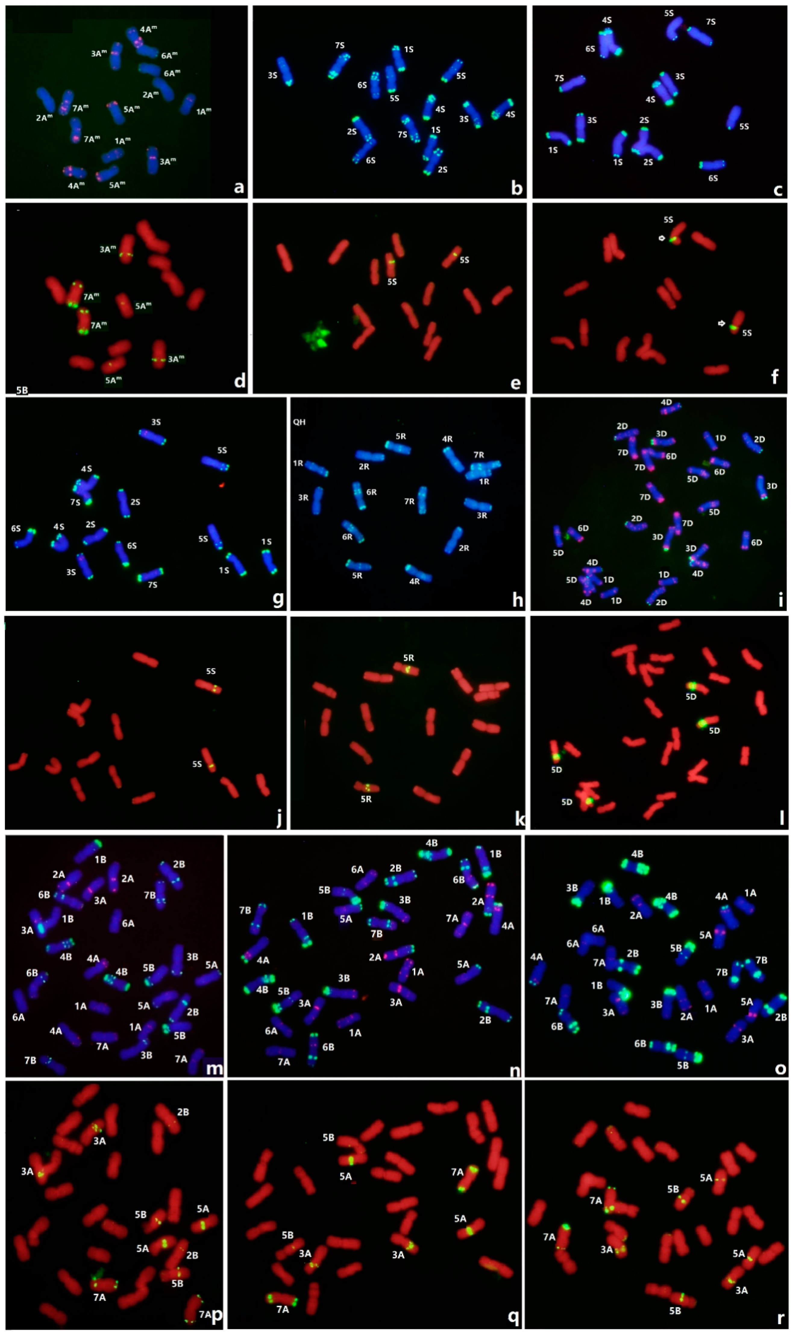 Agronomy Free Full Text Genome Wide Distribution Of Novel Ta 3a1 Mini Satellite Repeats And Its Use For Chromosome Identification In Wheat And Related Species Html