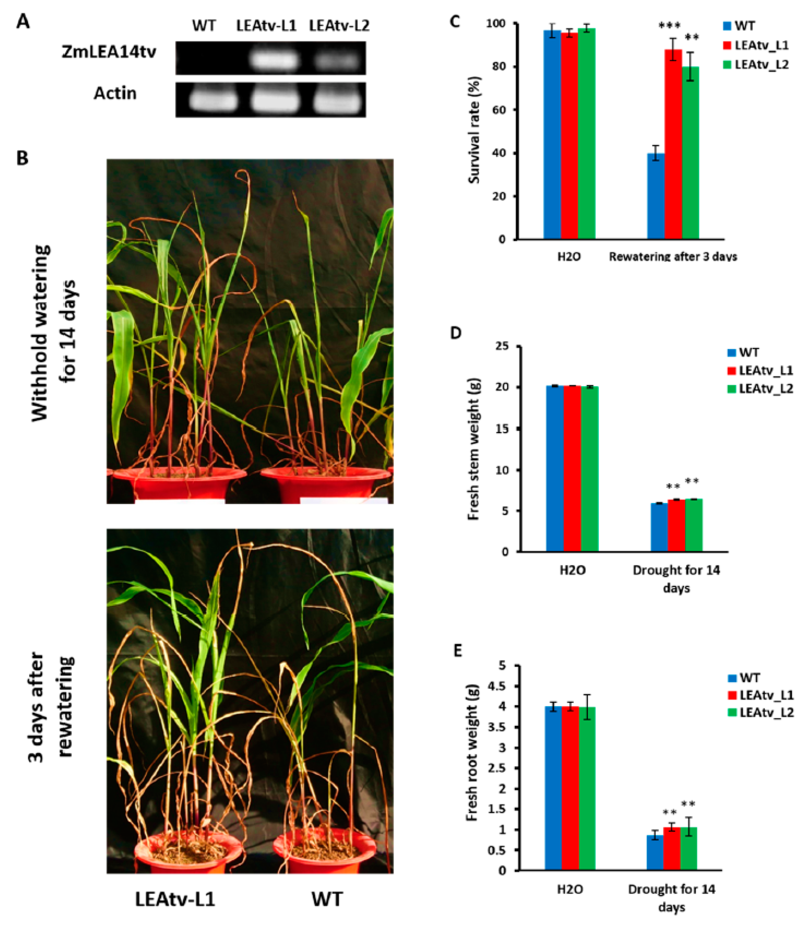 Agronomy 09 00062 g004