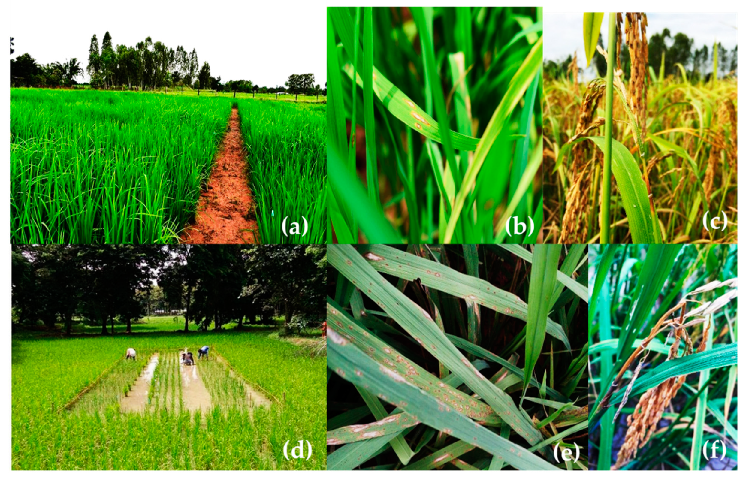 Agronomy 09 00067 g003