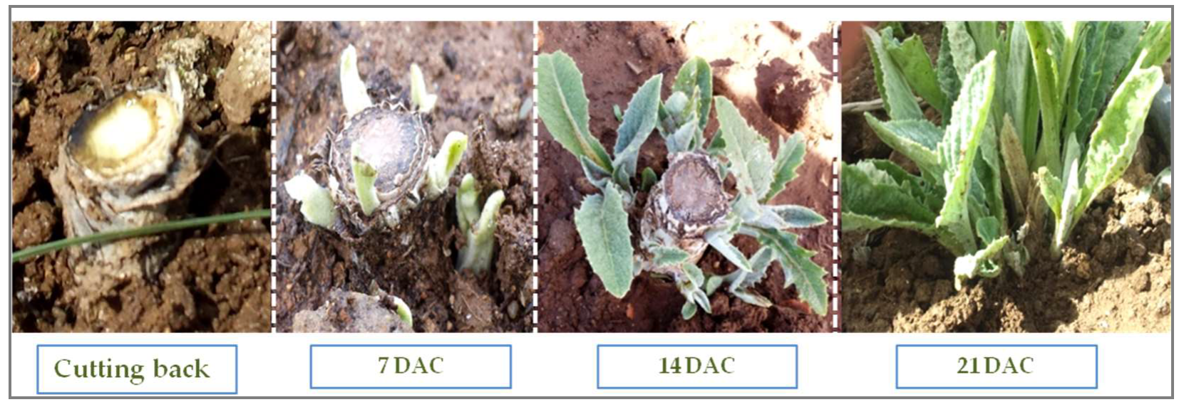 Agronomy 09 00104 g004