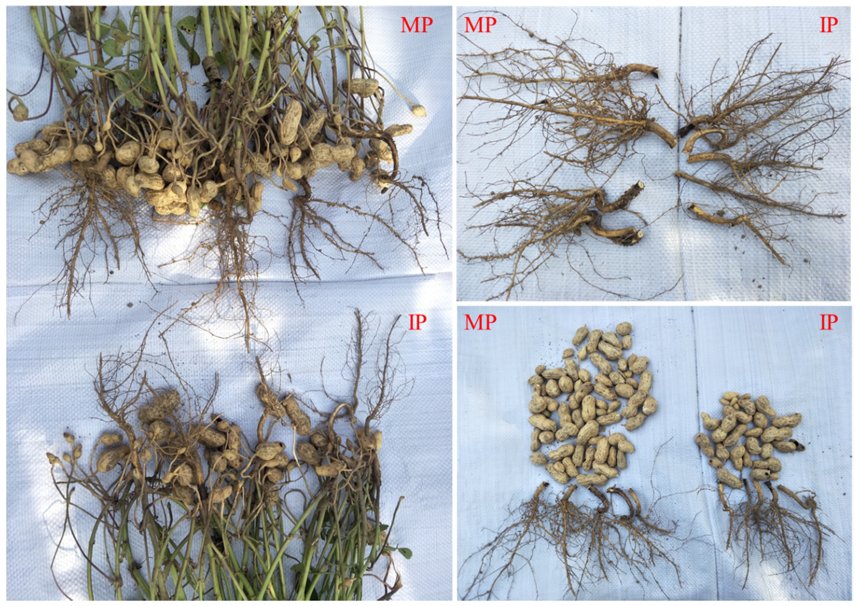 Agronomy 09 00150 g003