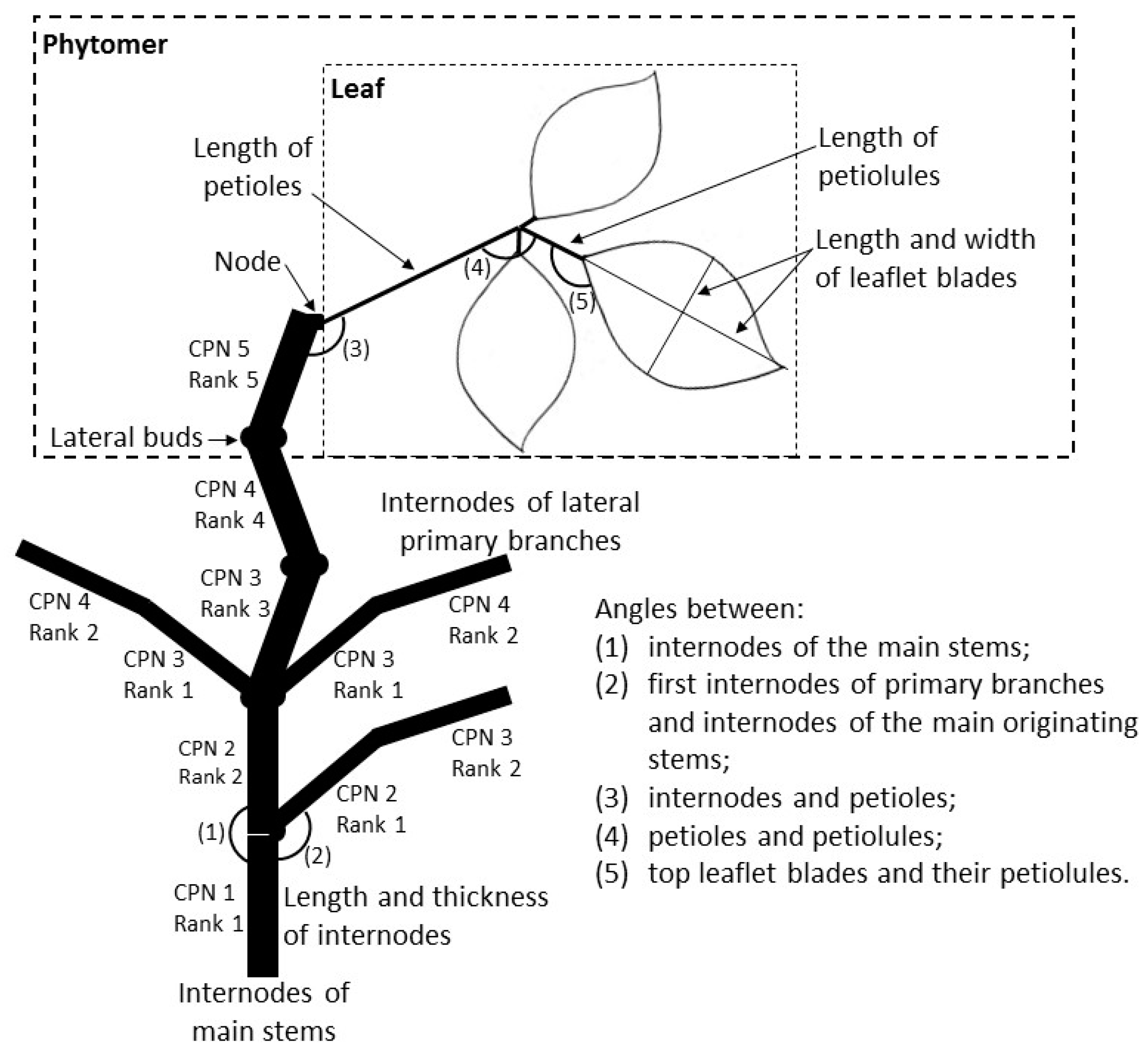 Agronomy 09 00160 g001