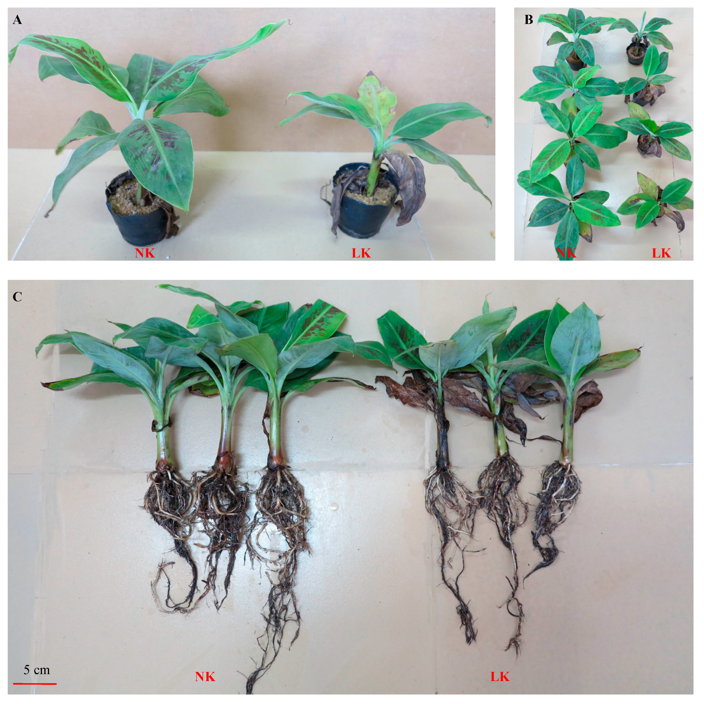 Agronomy 09 00169 g002 Agronomy 09 00169 g002