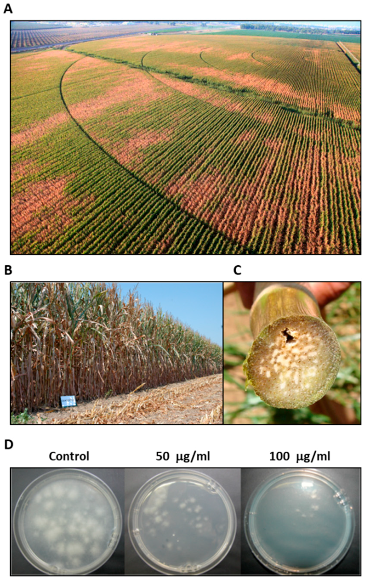 Agronomy 09 00181 g001