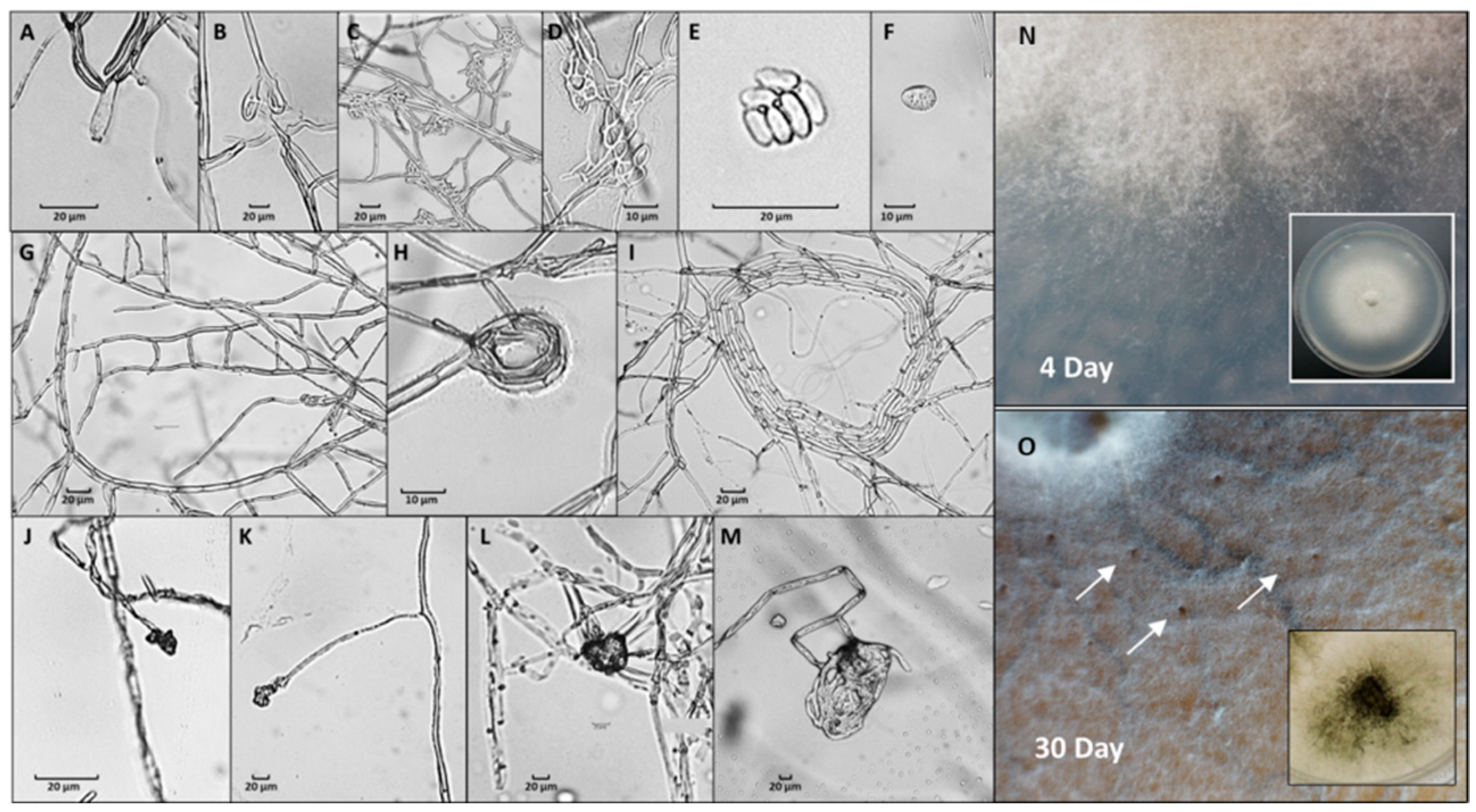 Agronomy 09 00181 g002