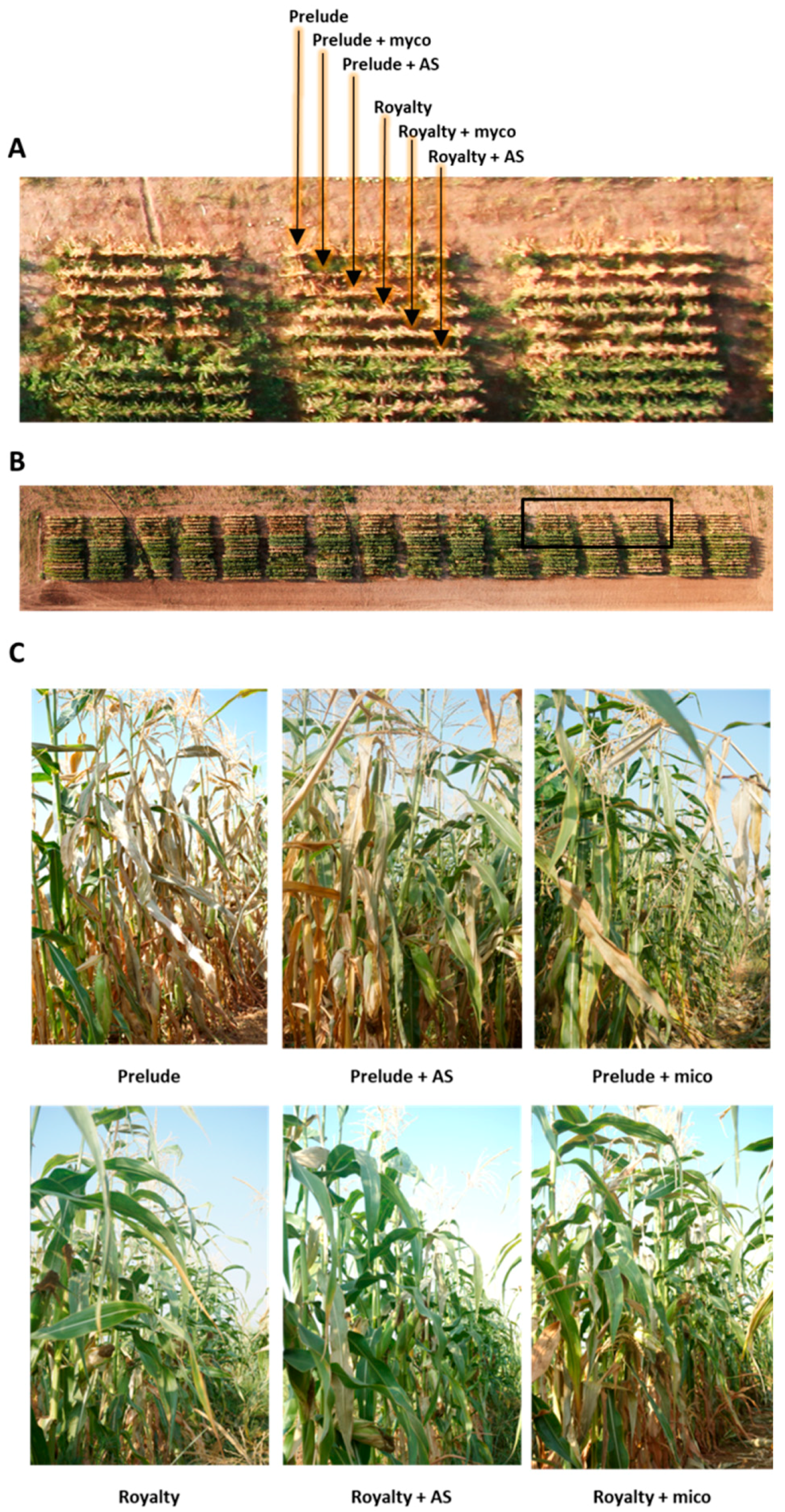 Agronomy 09 00181 g013