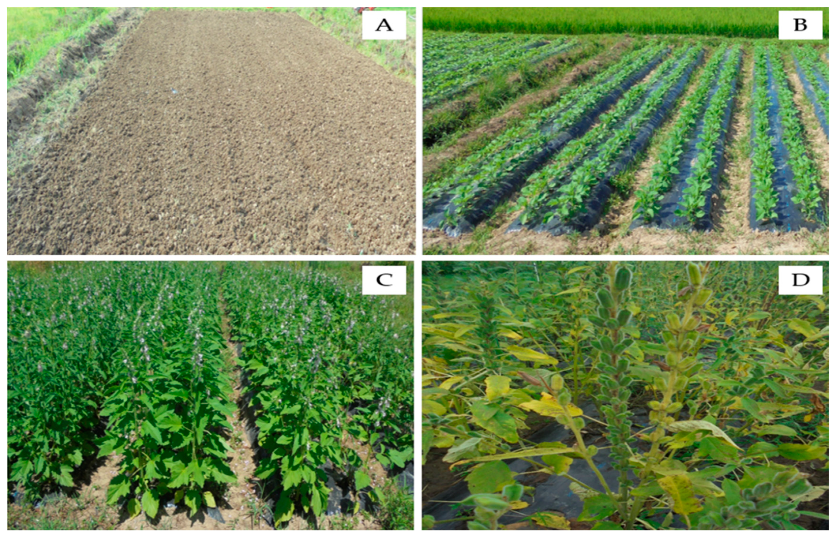 Agronomy 09 00184 g001