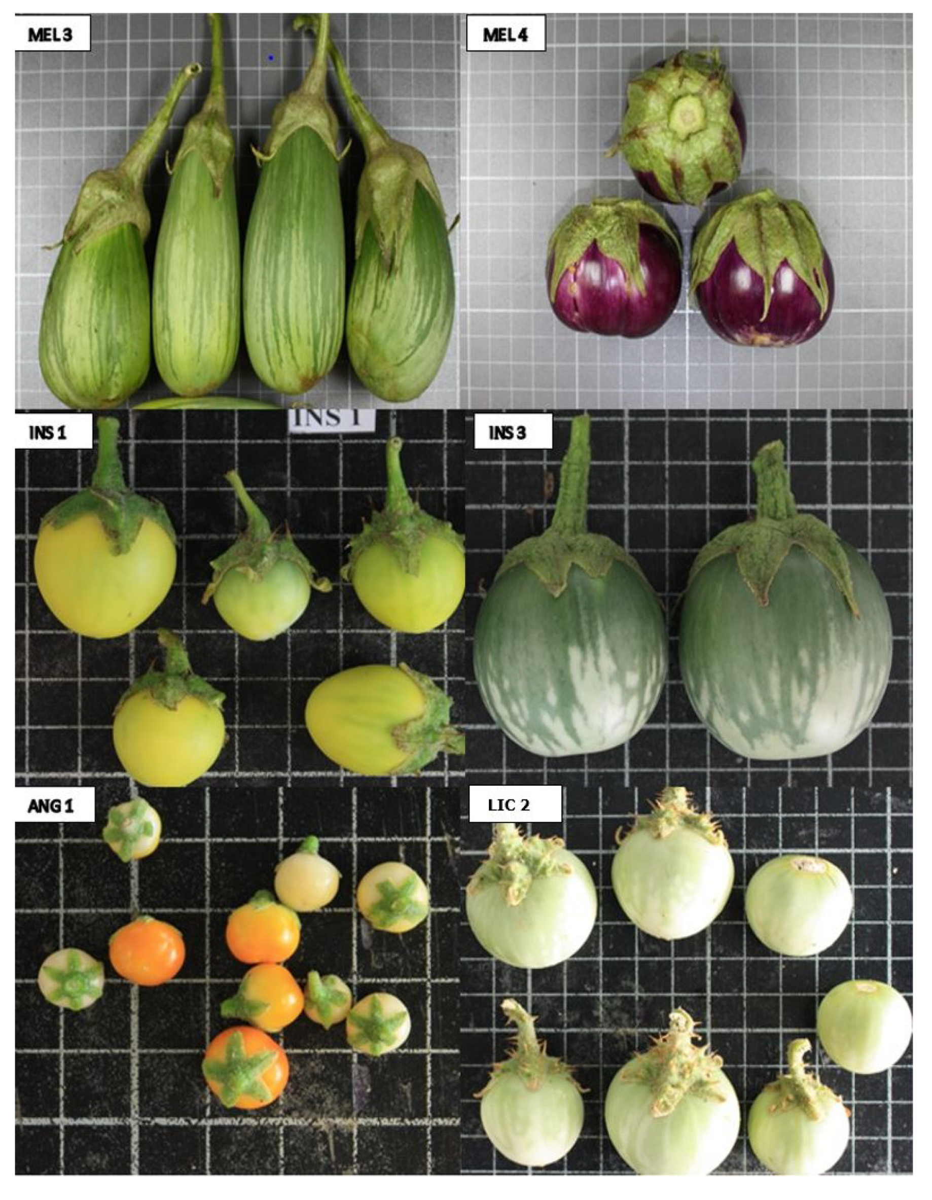 Agronomy 09 00185 g001 550