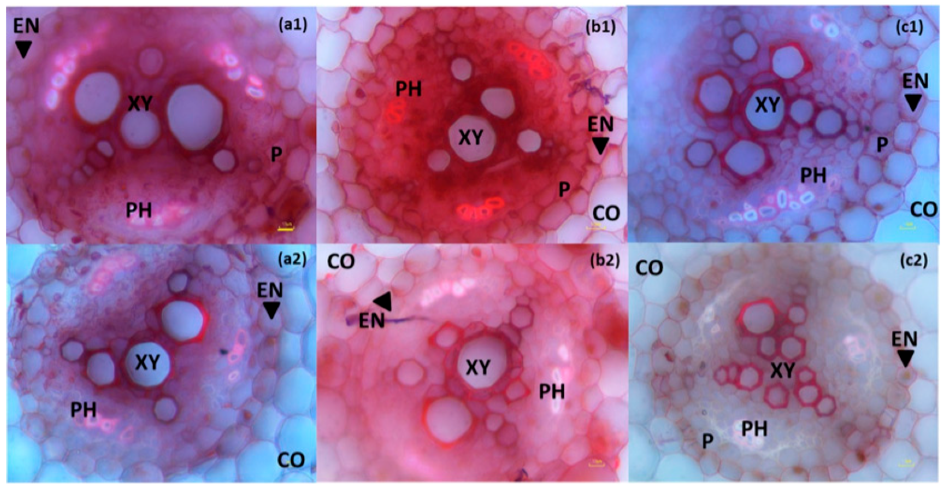 Agronomy 09 00215 g002 Agronomy 09 00215 g002