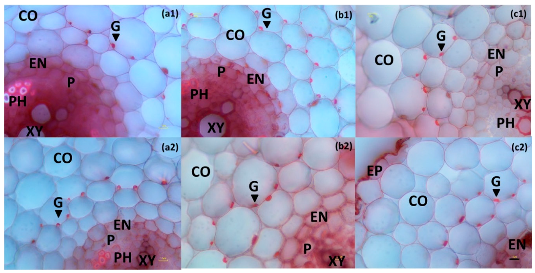 Agronomy 09 00215 g003 Agronomy 09 00215 g003