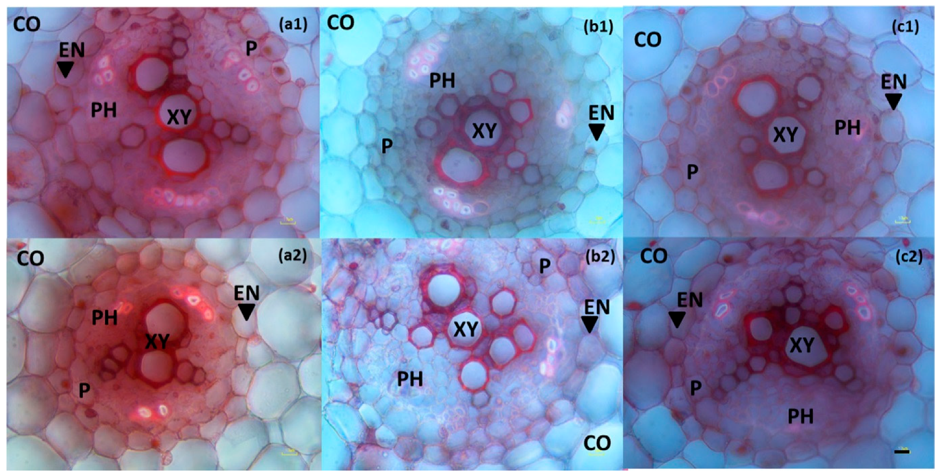 Agronomy 09 00215 g007 Agronomy 09 00215 g007