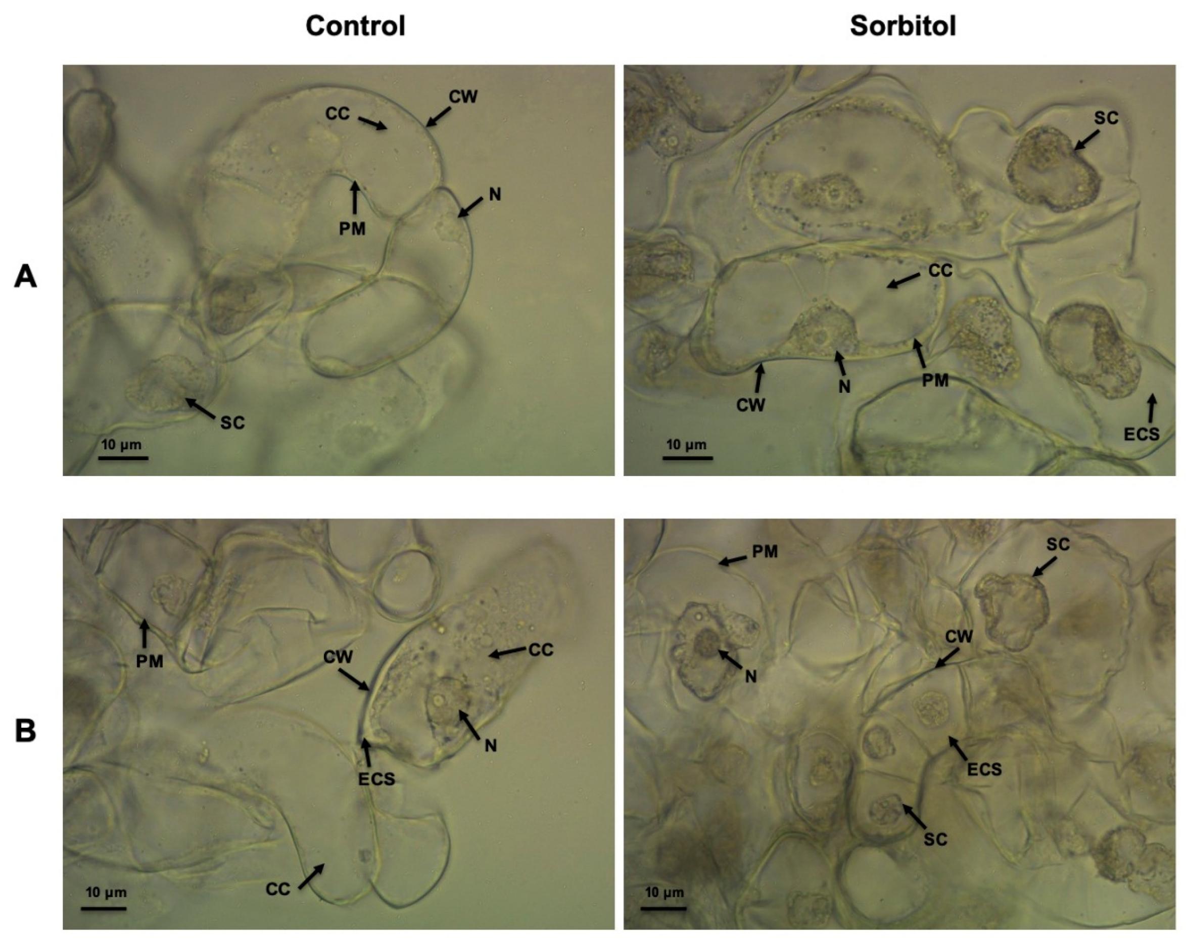 Agronomy 09 00218 g006