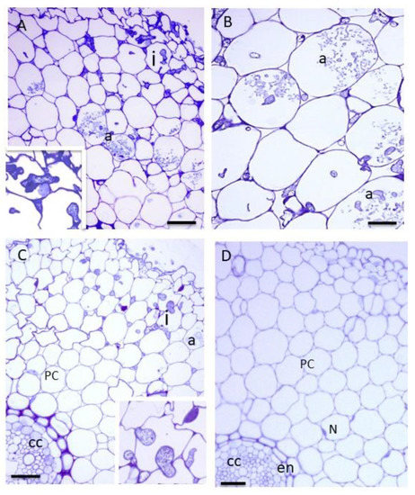 Agronomy Free Full Text Arbuscular Mycorrhizal Fungi Modulate The Crop Performance And Metabolic Profile Of Saffron In Soilless Cultivation Html