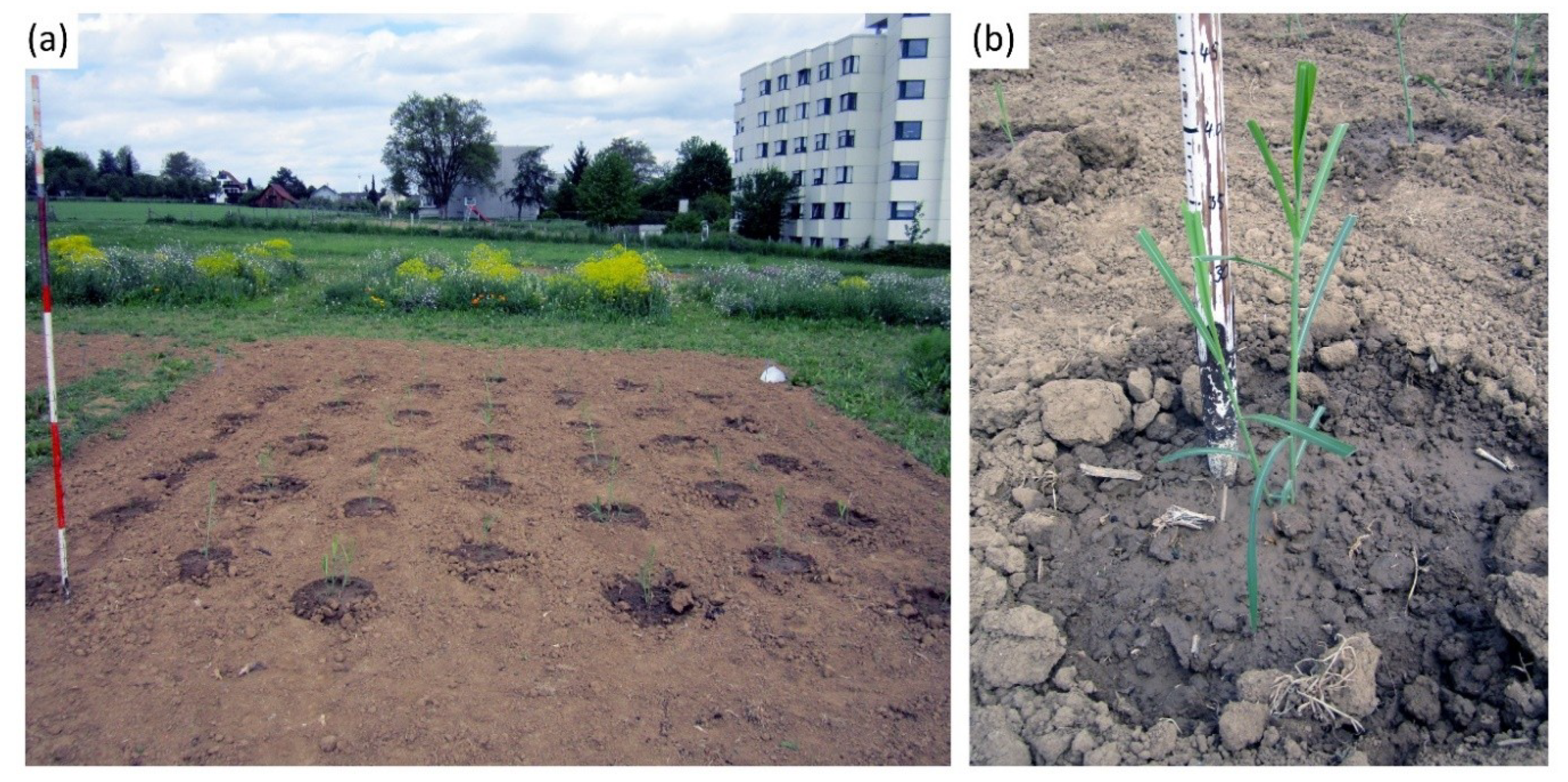Agronomy 09 00237 g002