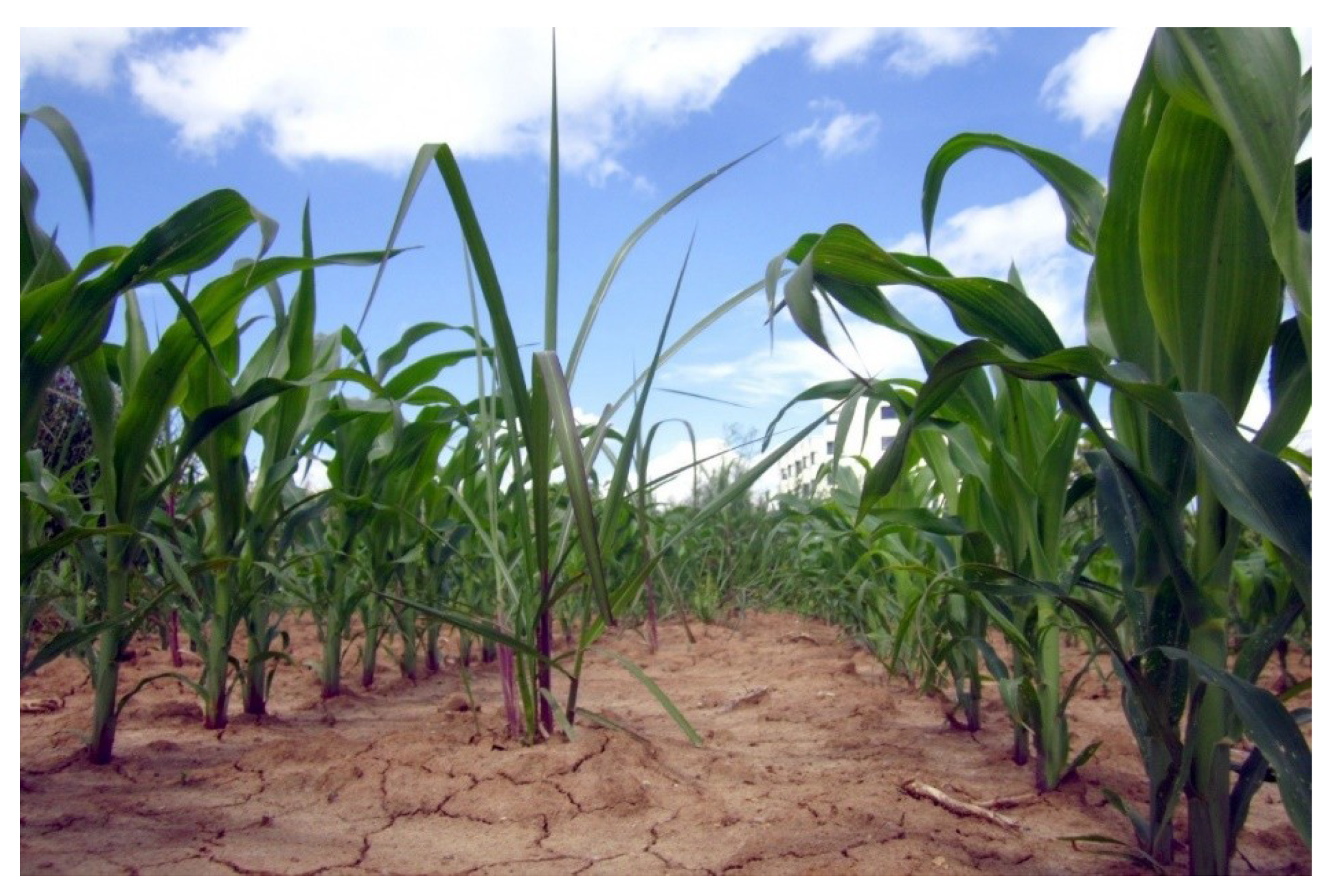 Agronomy 09 00237 g0a1