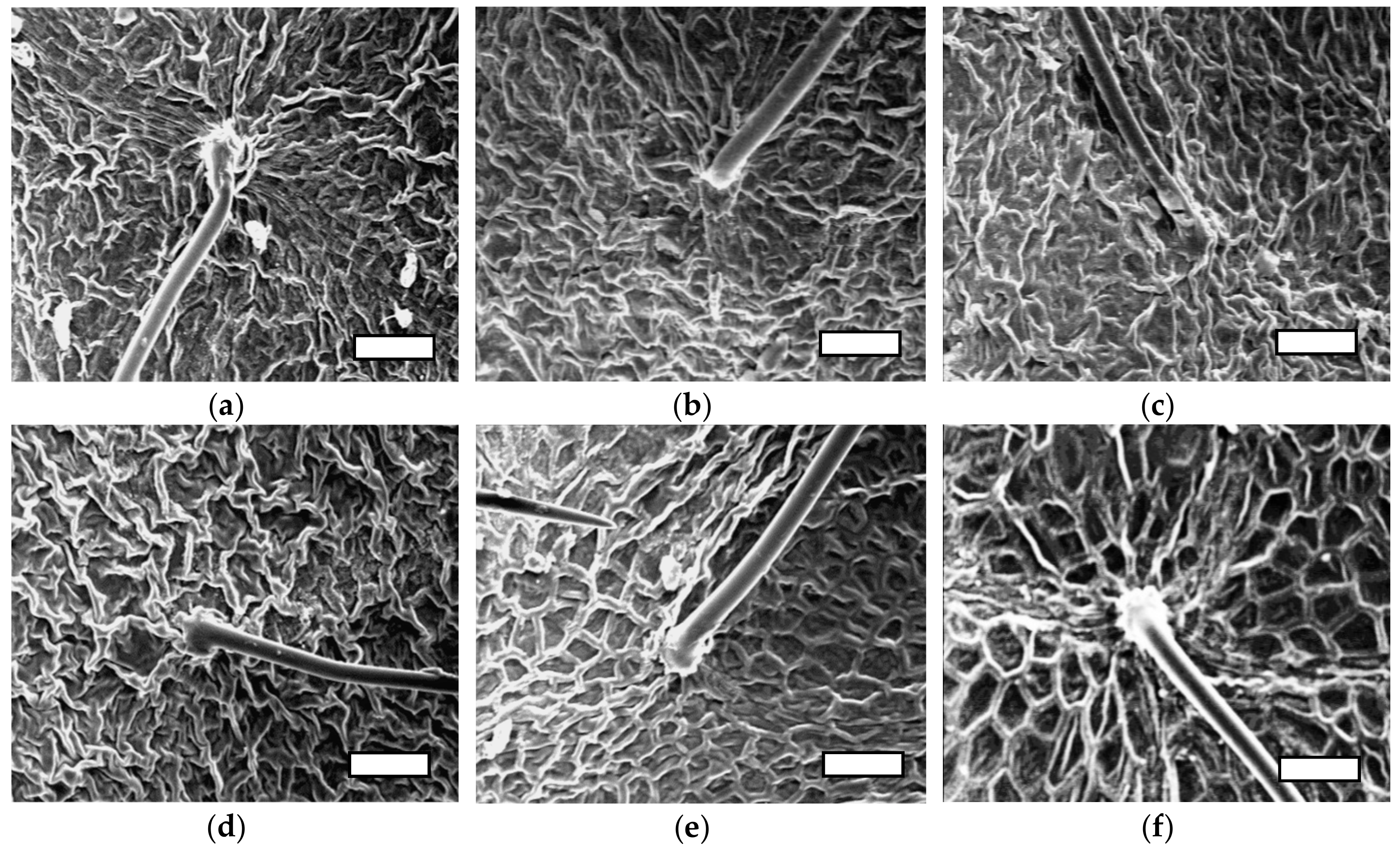Agronomy 09 00246 g003