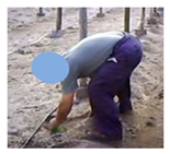 Agronomy 09 00253 i001