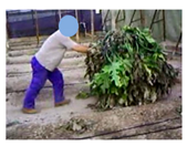 Agronomy 09 00253 i006