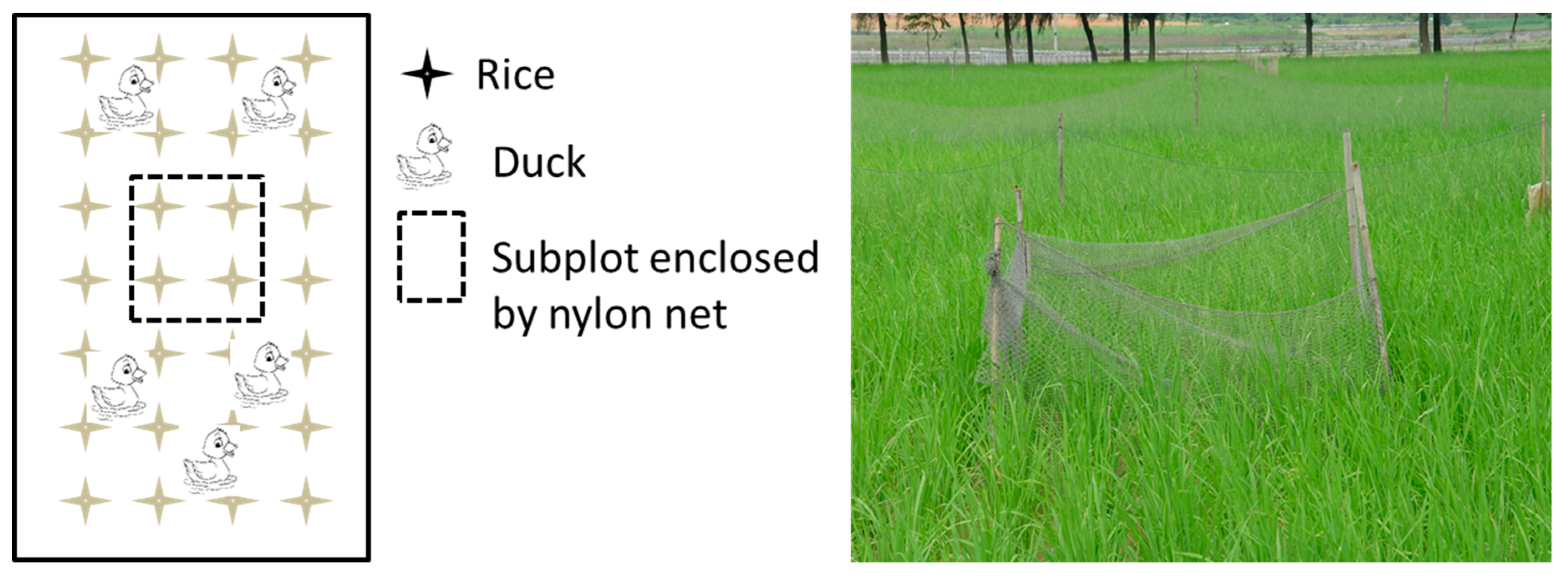 Agronomy 09 00259 g002