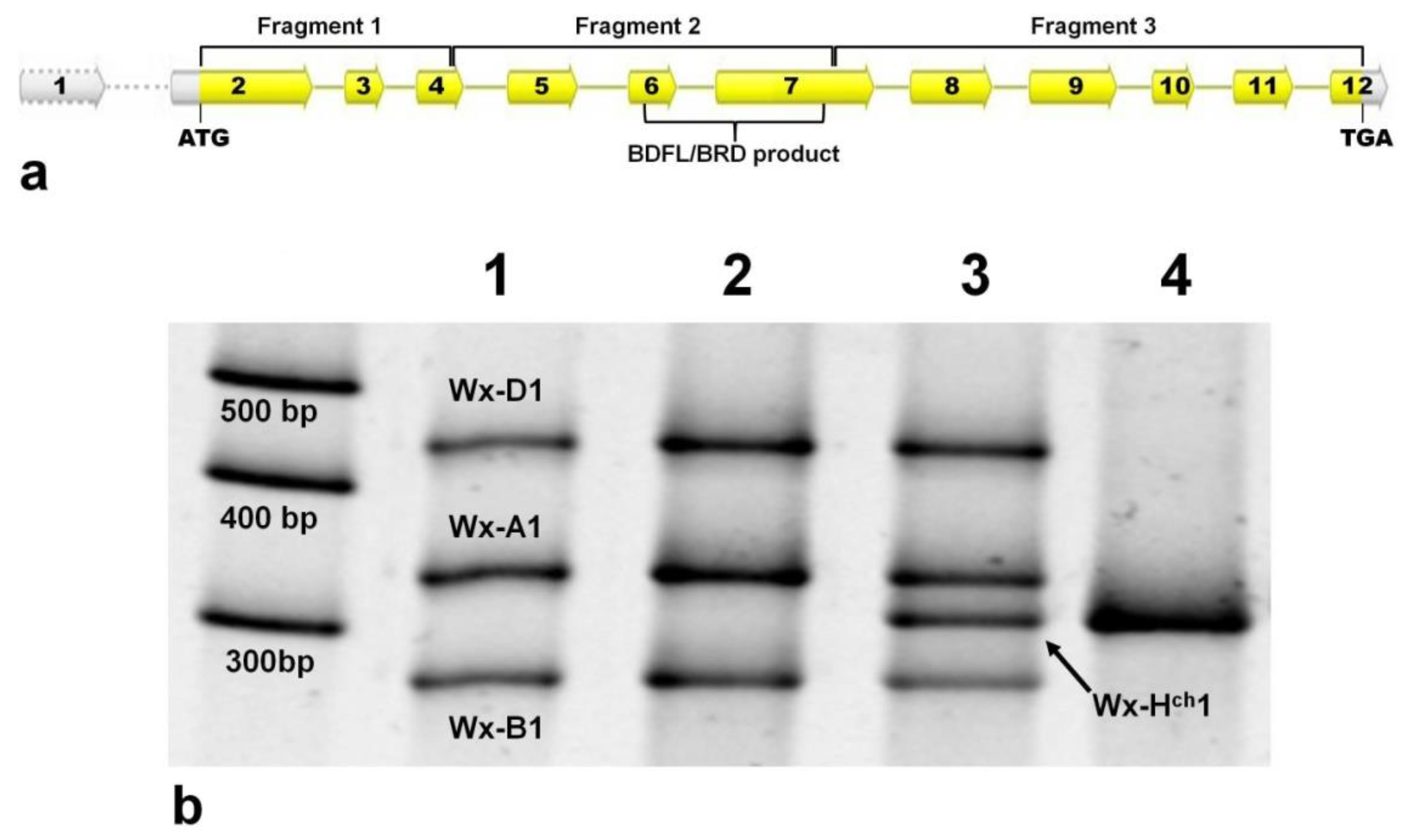 Agronomy 09 00261 g001