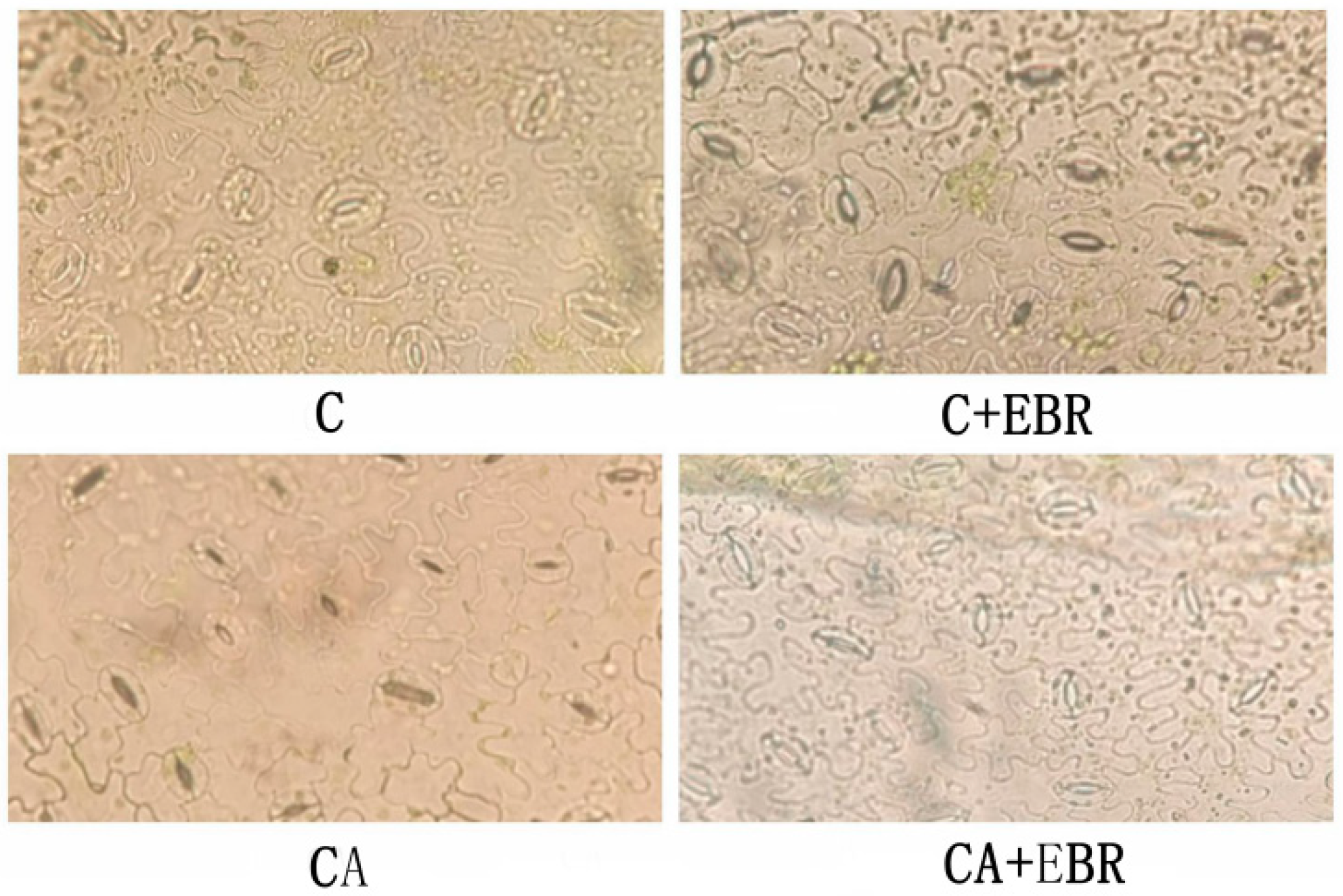 Agronomy 09 00265 g003 Agronomy 09 00265 g003