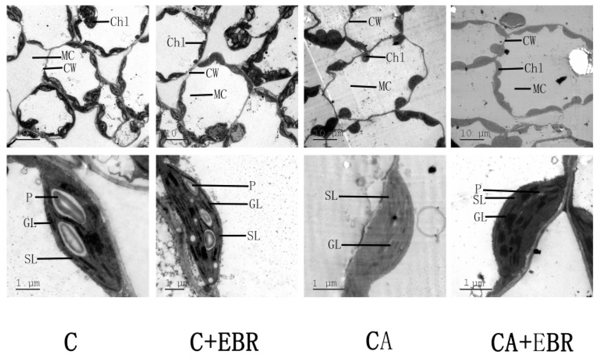 Agronomy 09 00265 g004 Agronomy 09 00265 g004
