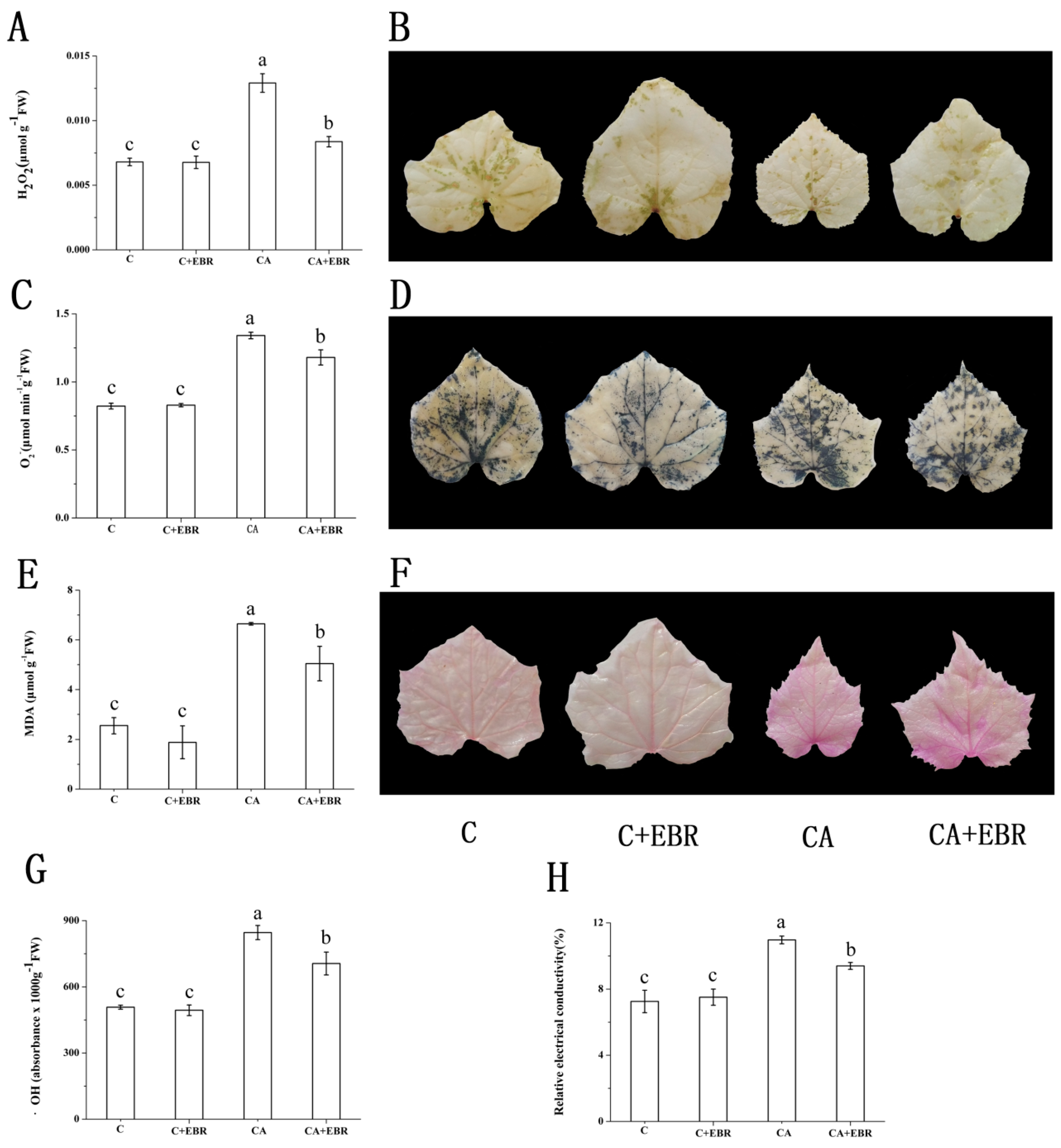 Agronomy 09 00265 g005 Agronomy 09 00265 g005