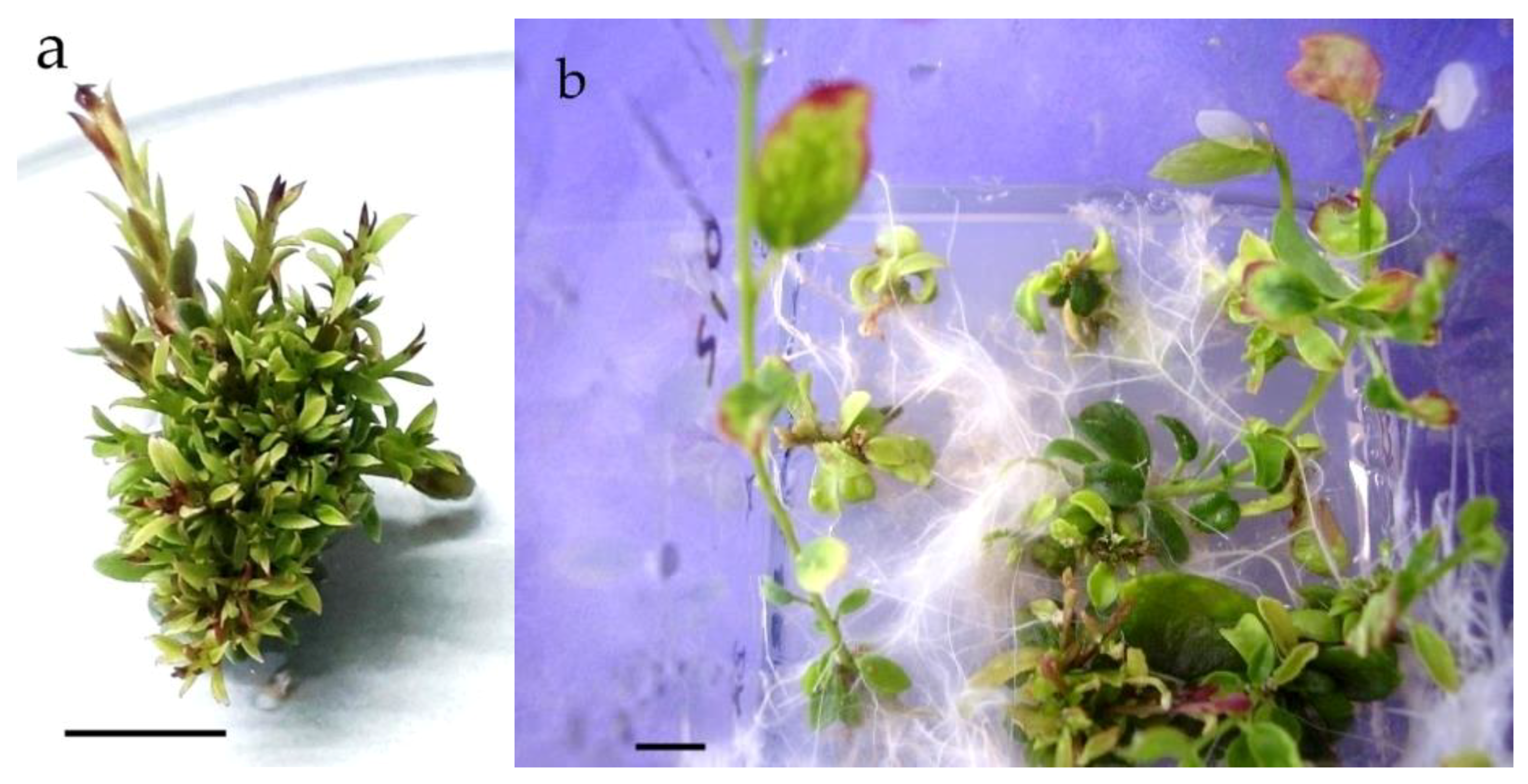Agronomy 09 00303 g001 Agronomy 09 00303 g001