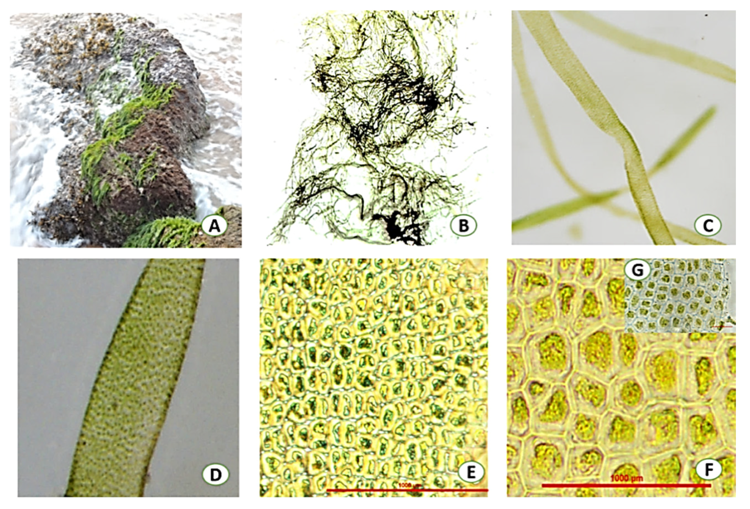 Agronomy 09 00311 g002