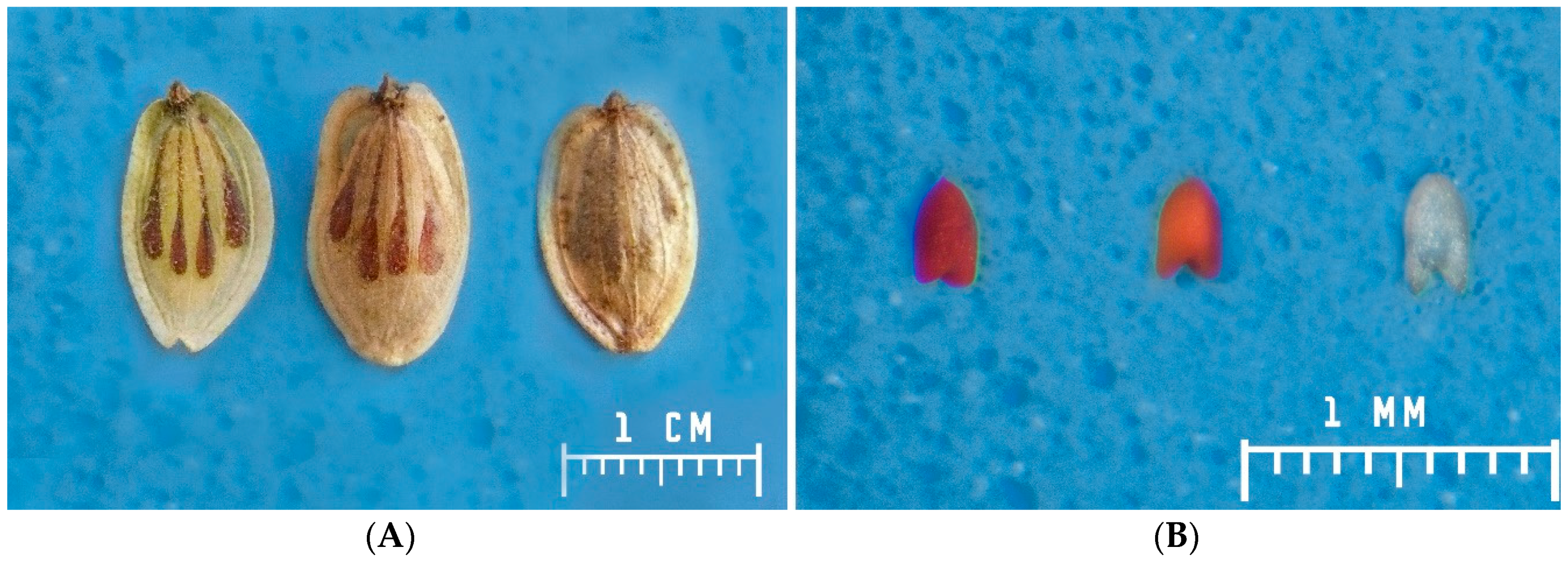 Agronomy 09 00332 g001