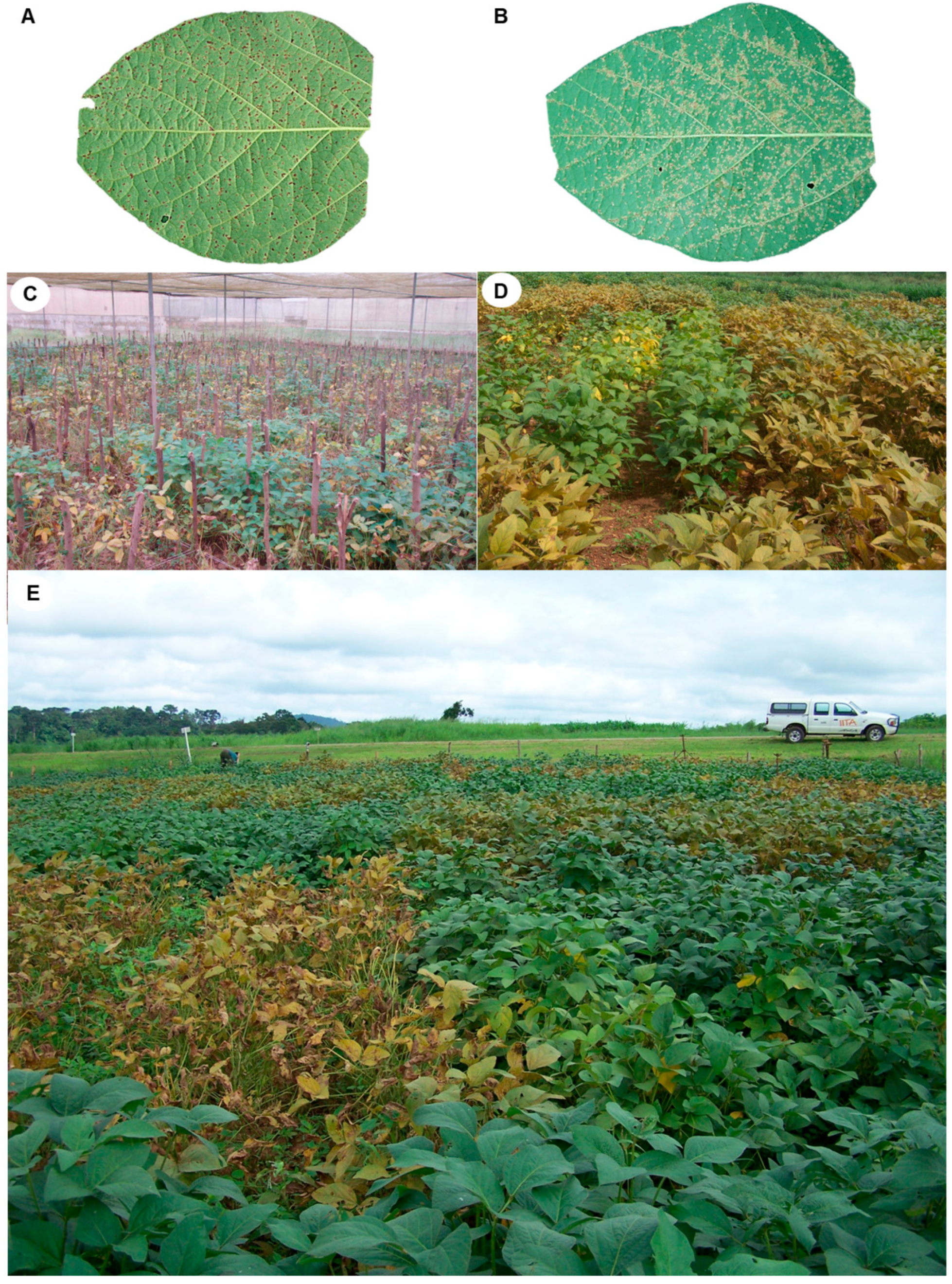 Agronomy Free Full Text Prospects for Durable Resistance
