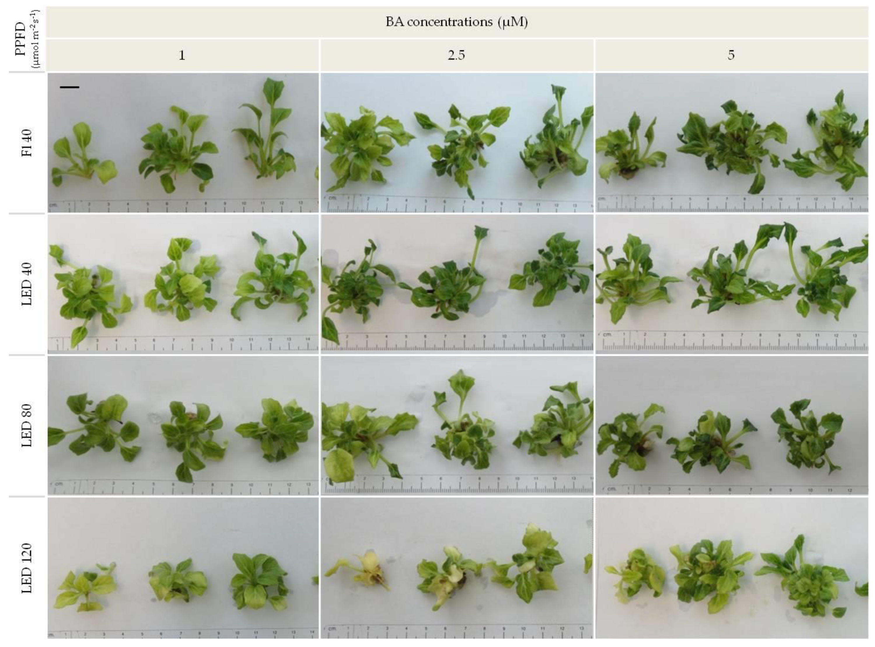 Orchid Light Requirements Lux