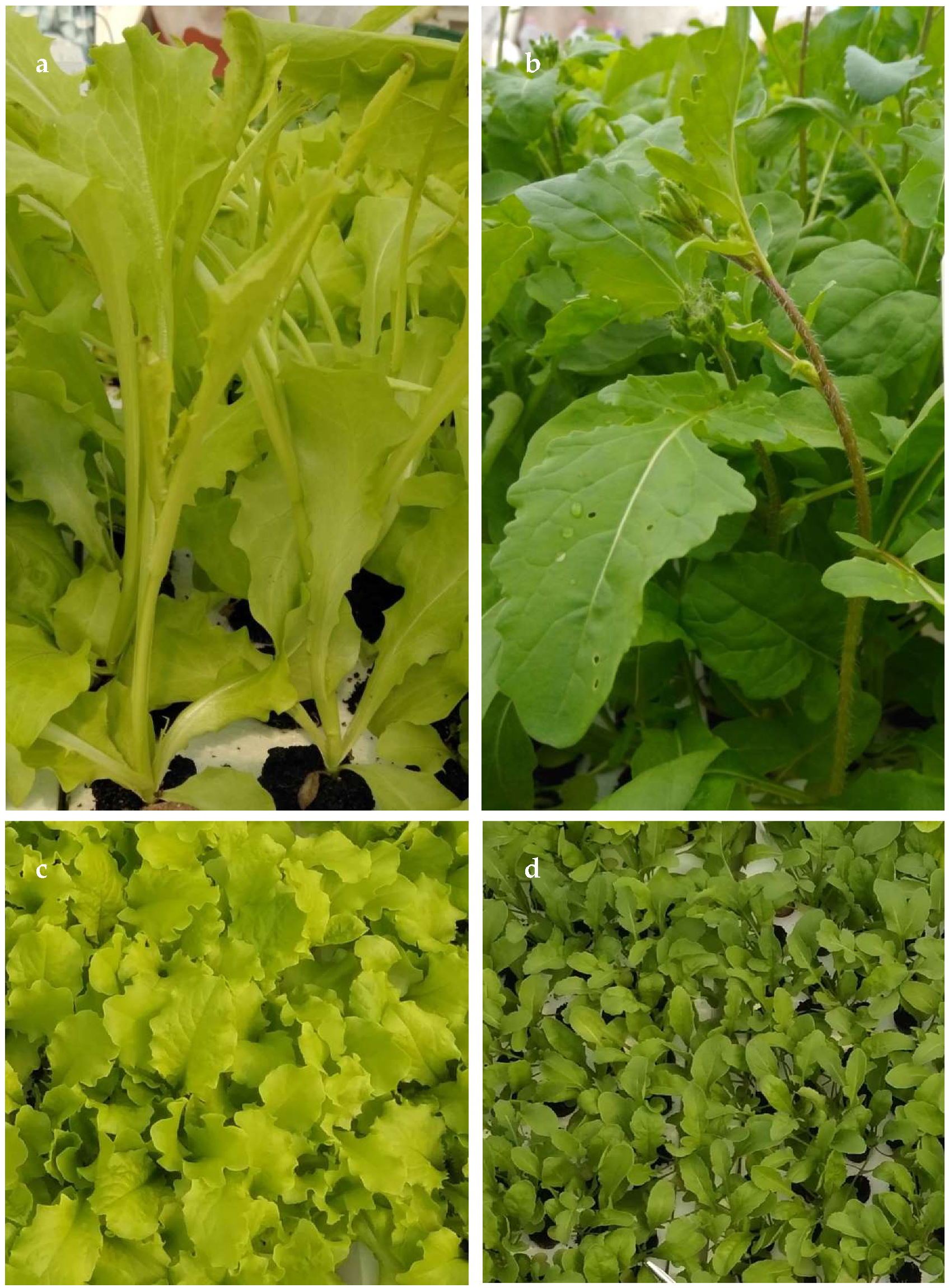 Agronomy 09 00382 g002