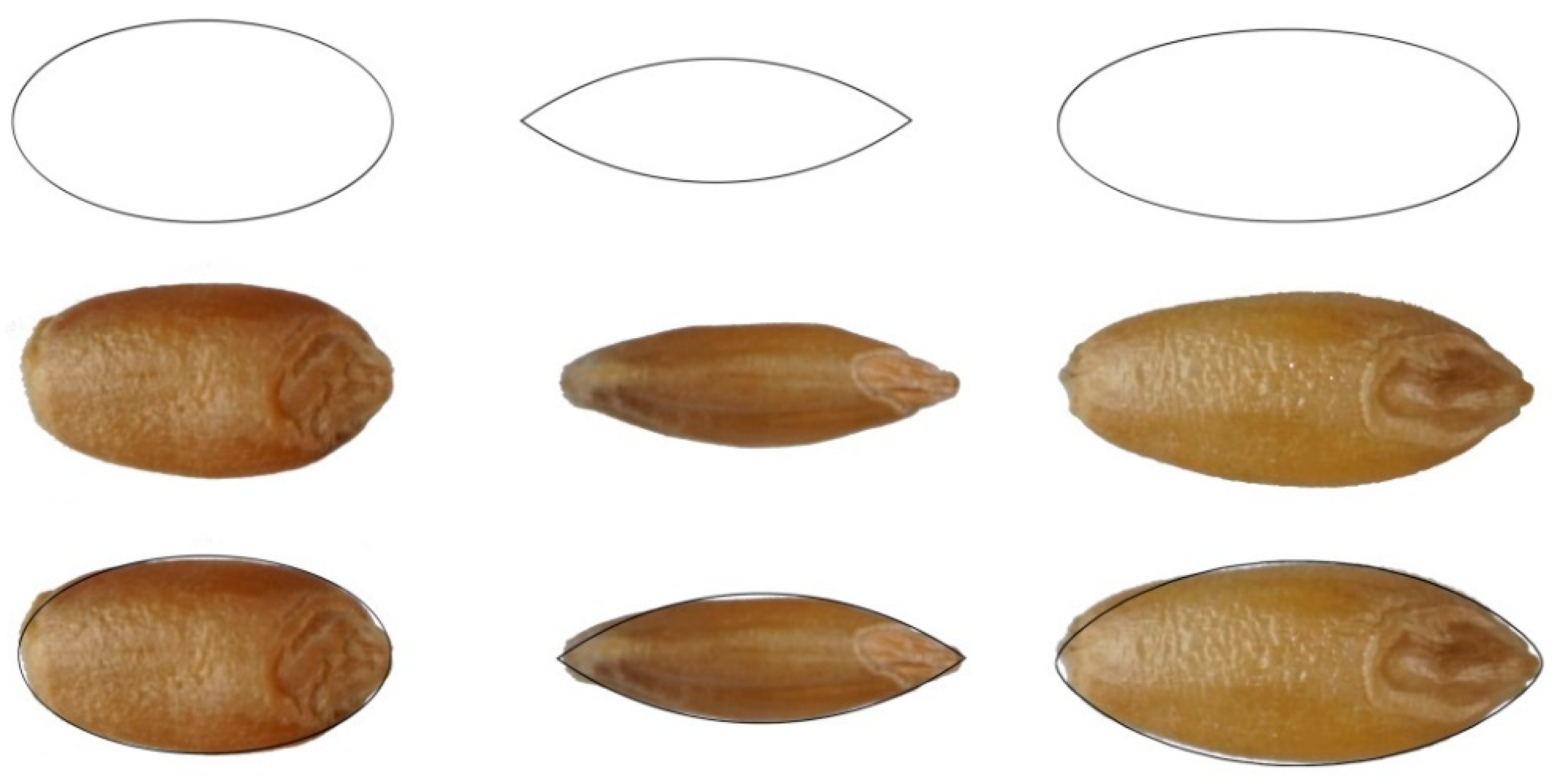 Agronomy Free FullText Morphological Description and Classification of Wheat Kernels Based
