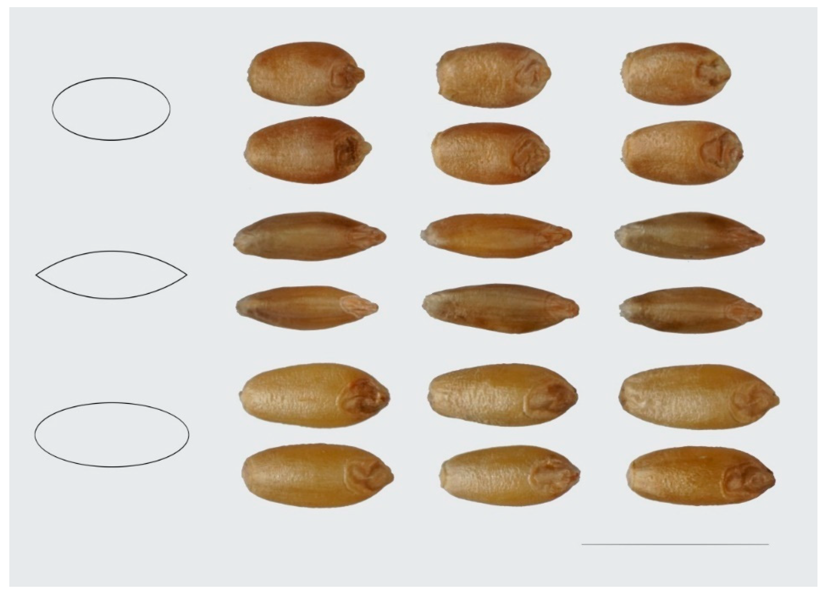 Agronomy 09 00399 g004
