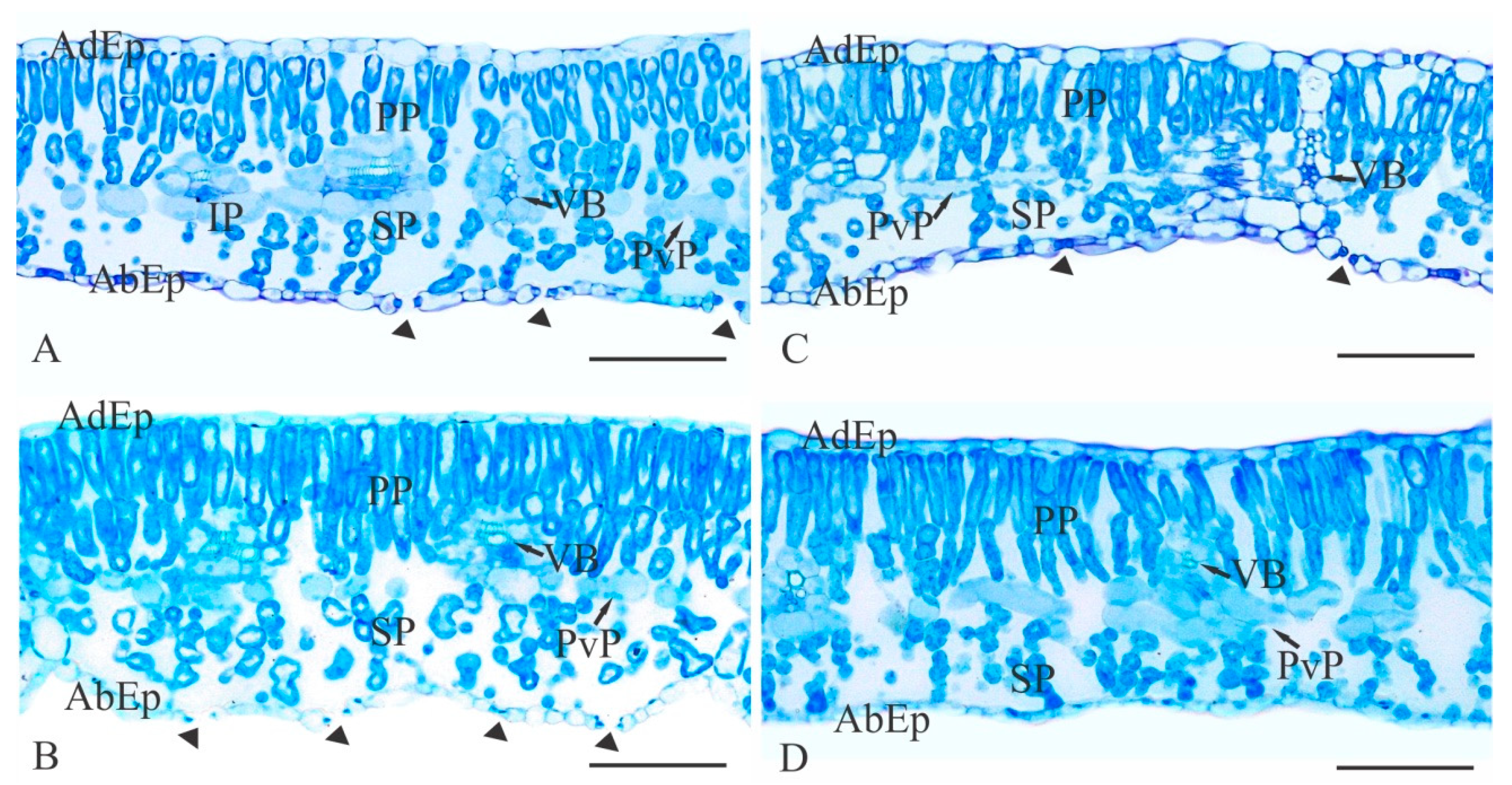Agronomy 09 00412 g002